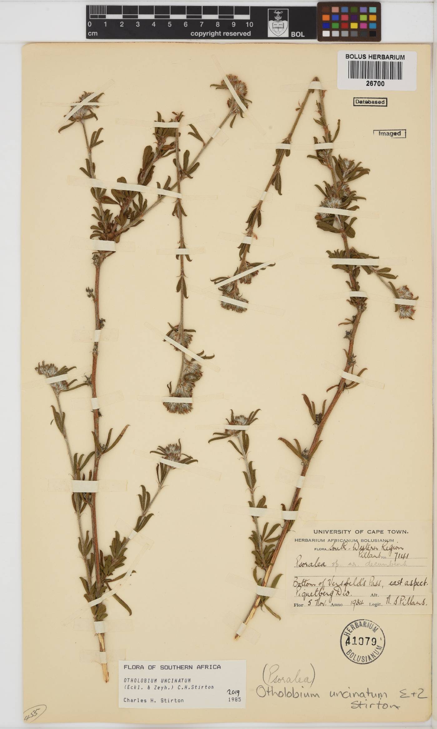 Otholobium uncinatum image