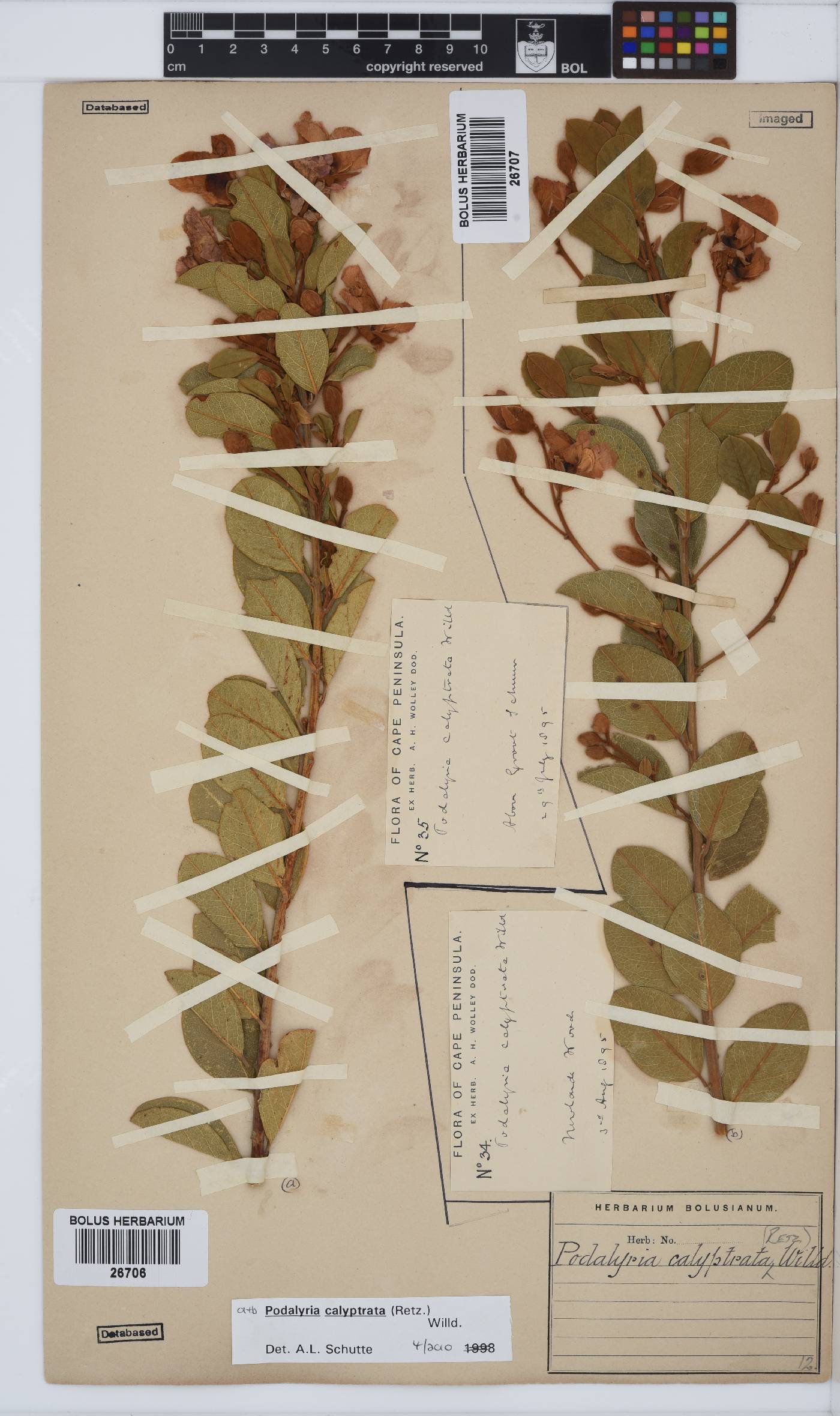 Podalyria calyptrata image