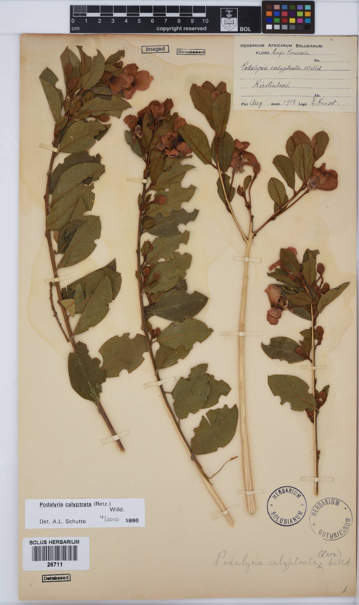 Podalyria calyptrata image