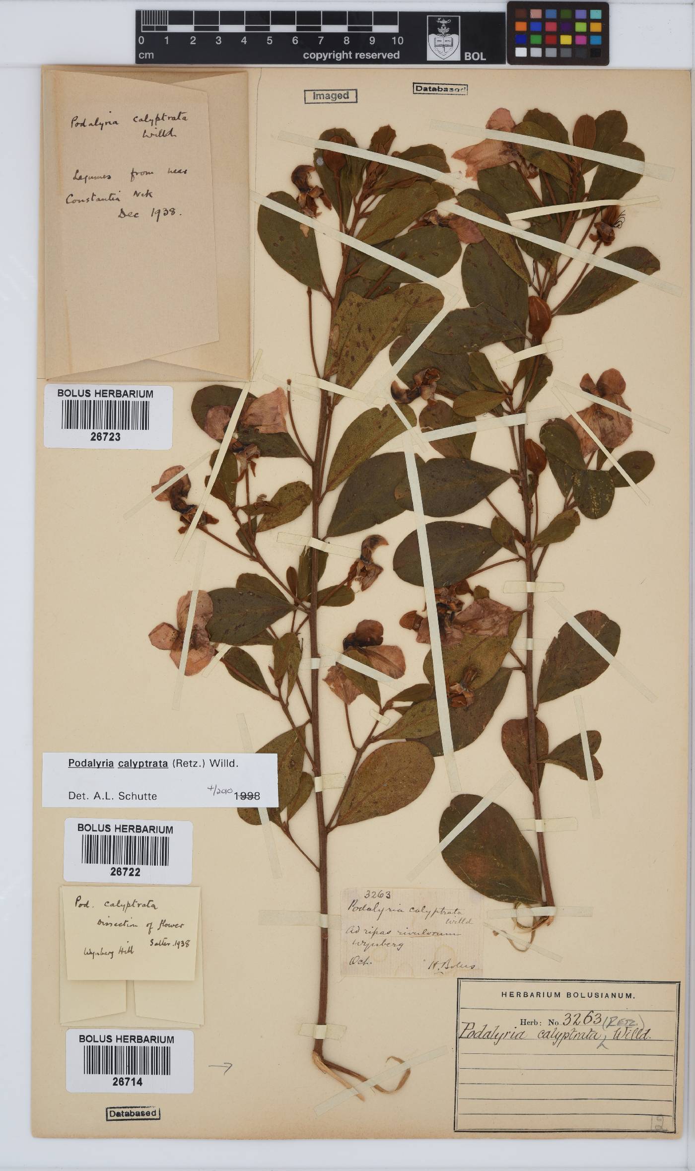 Podalyria calyptrata image