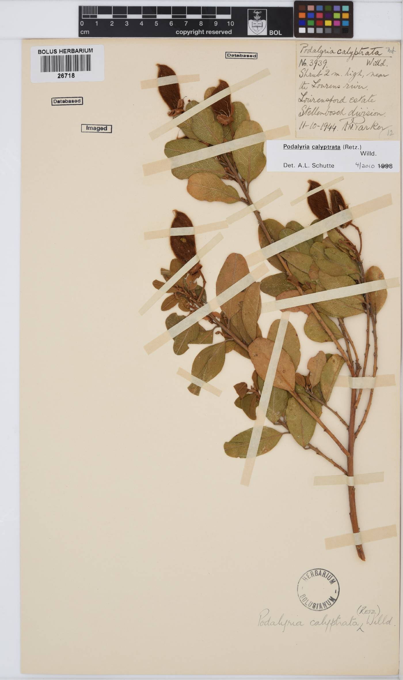 Podalyria calyptrata image