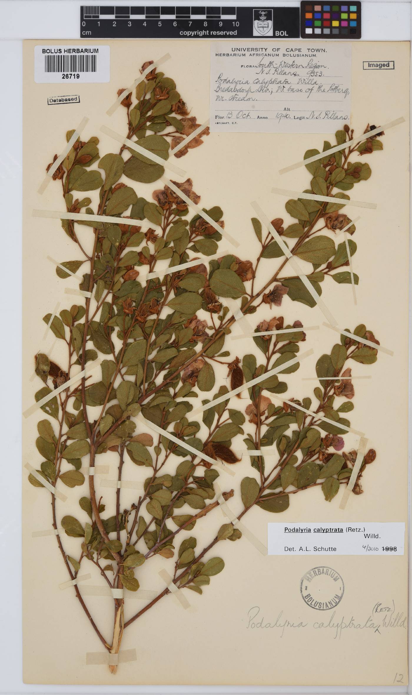 Podalyria calyptrata image