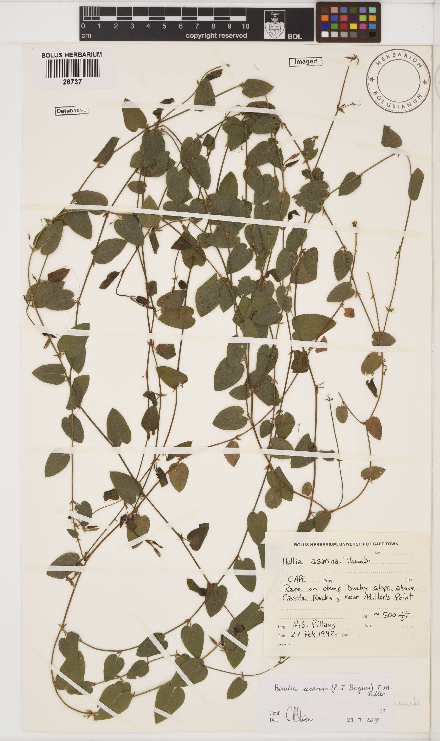 Psoralea asarina image