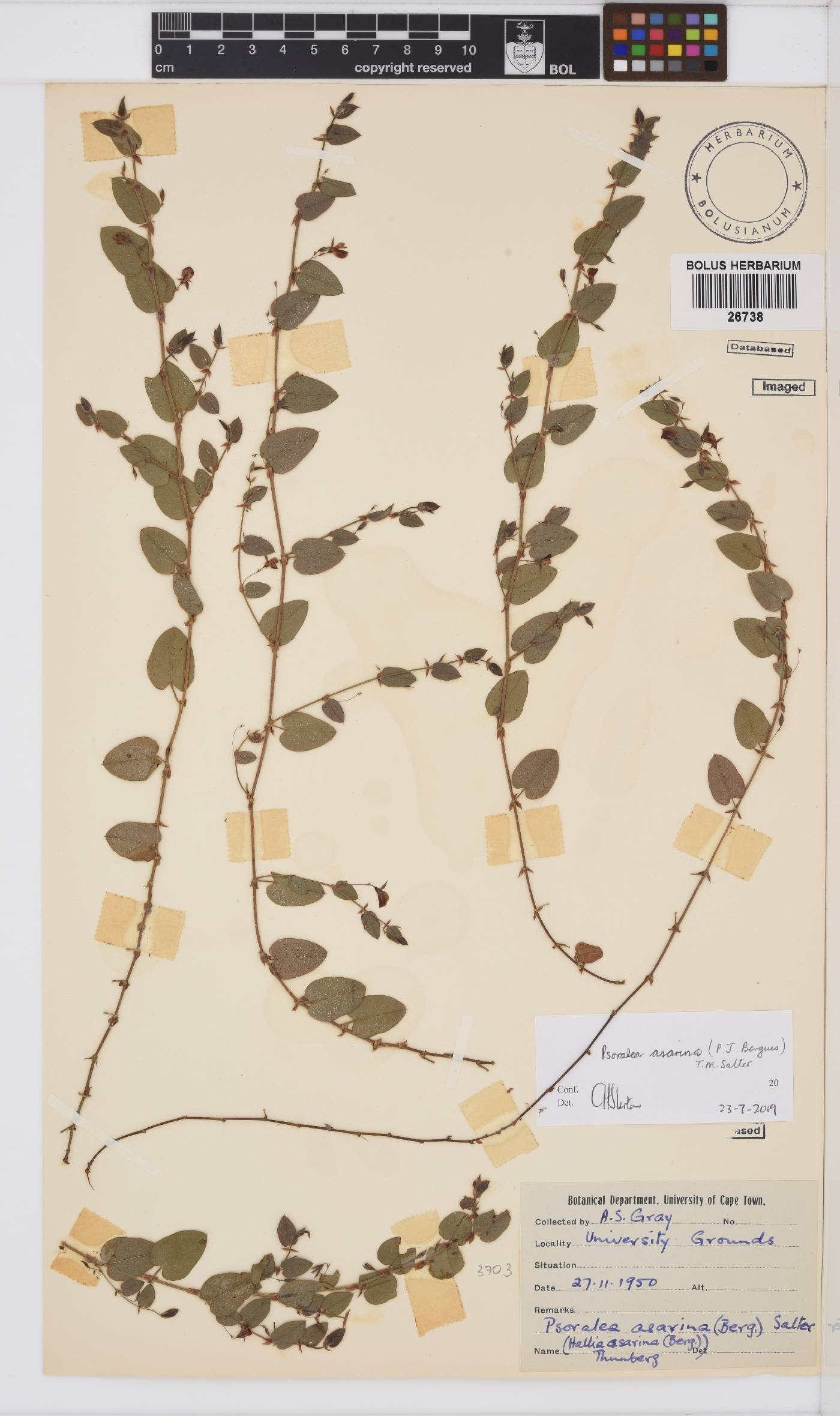 Psoralea asarina image