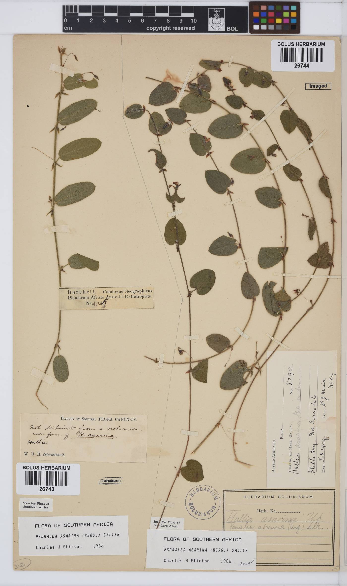 Psoralea asarina image