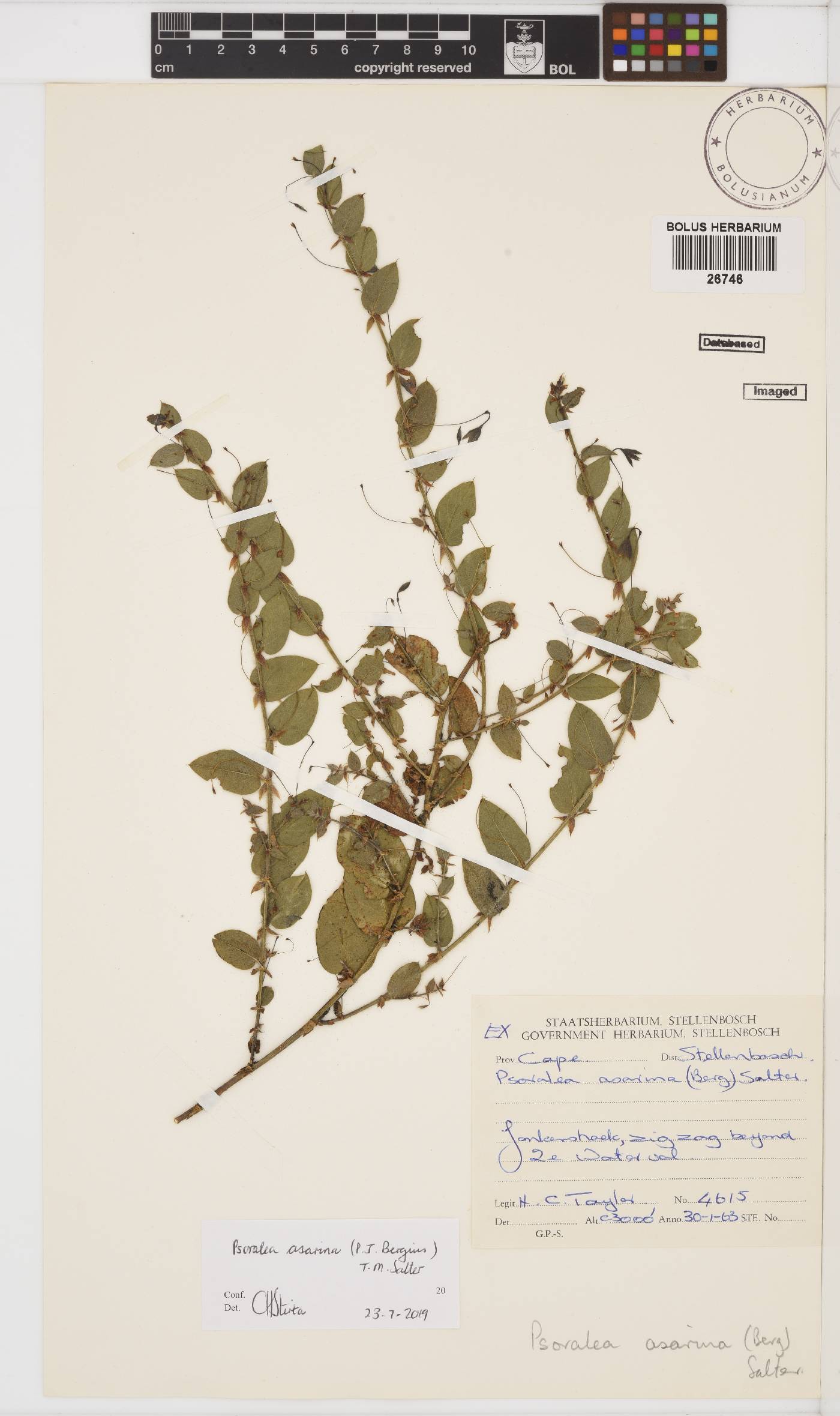Psoralea asarina image
