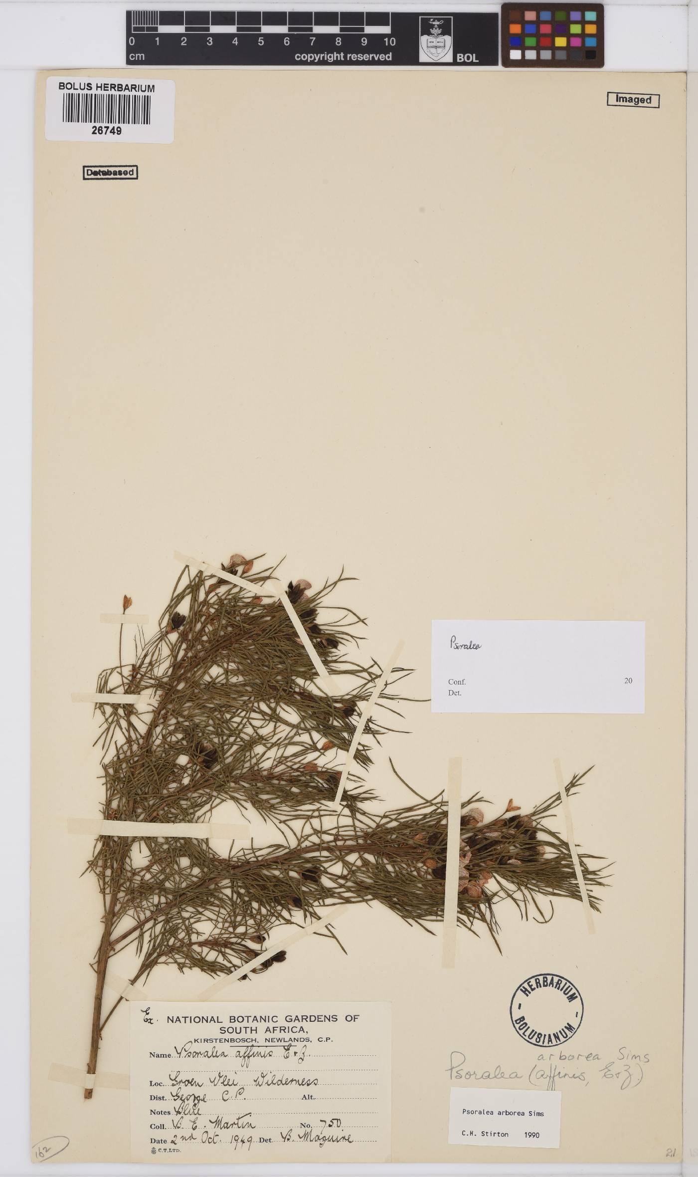 Psoralea arborea image
