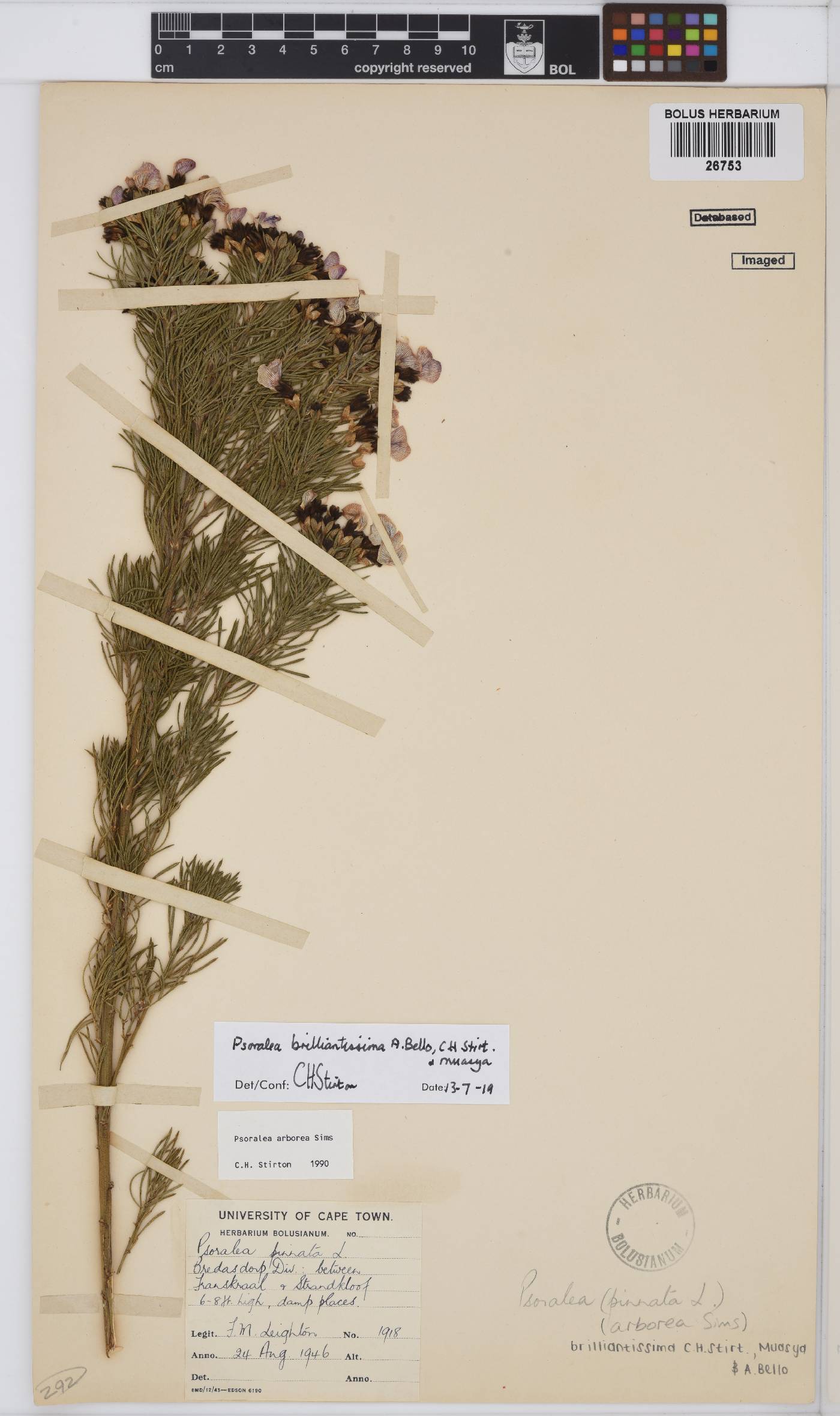 Psoralea brilliantissima image