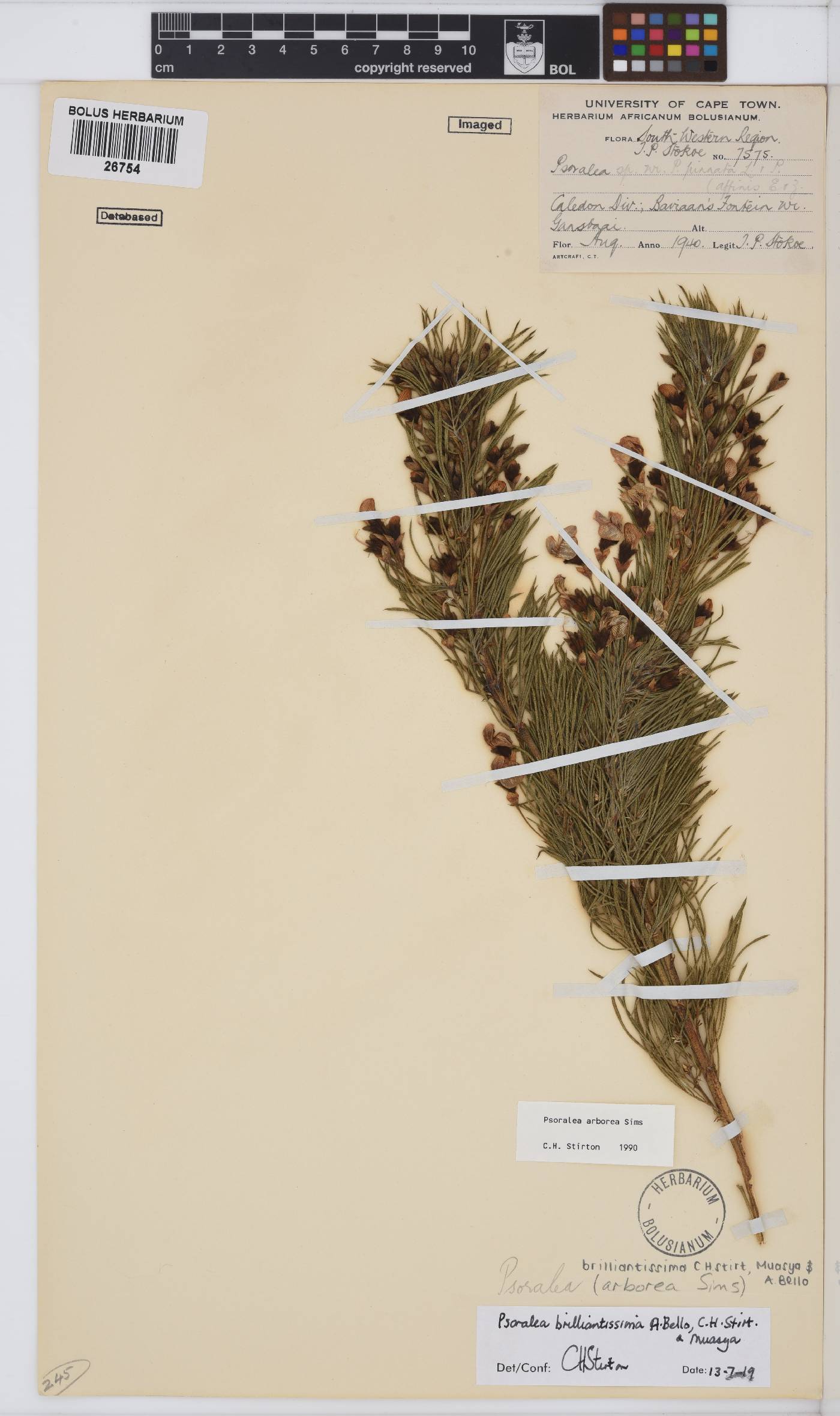 Psoralea brilliantissima image