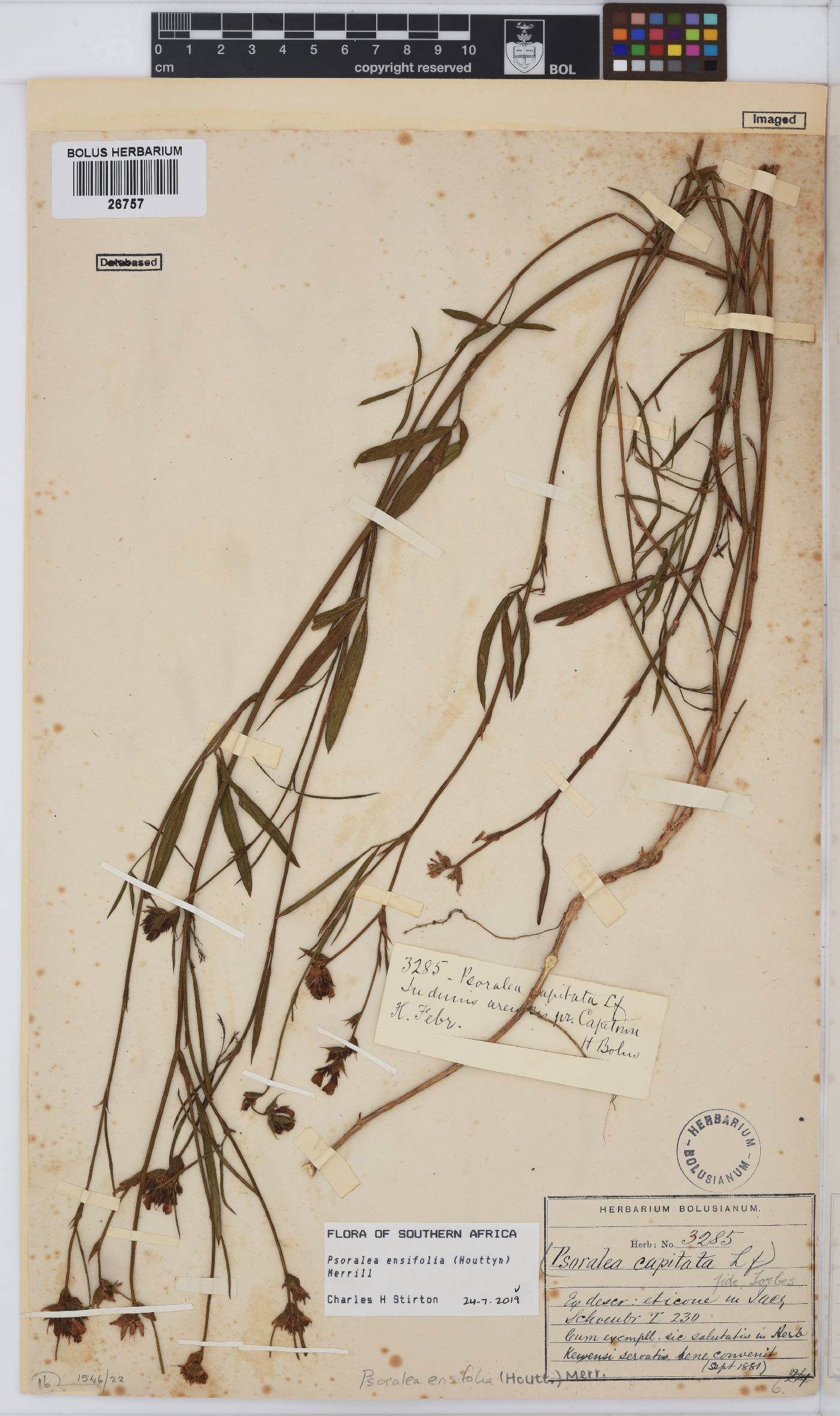 Psoralea ensifolia image