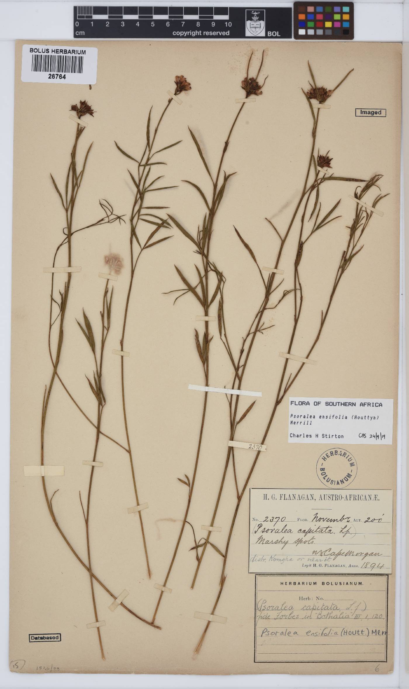 Psoralea ensifolia image