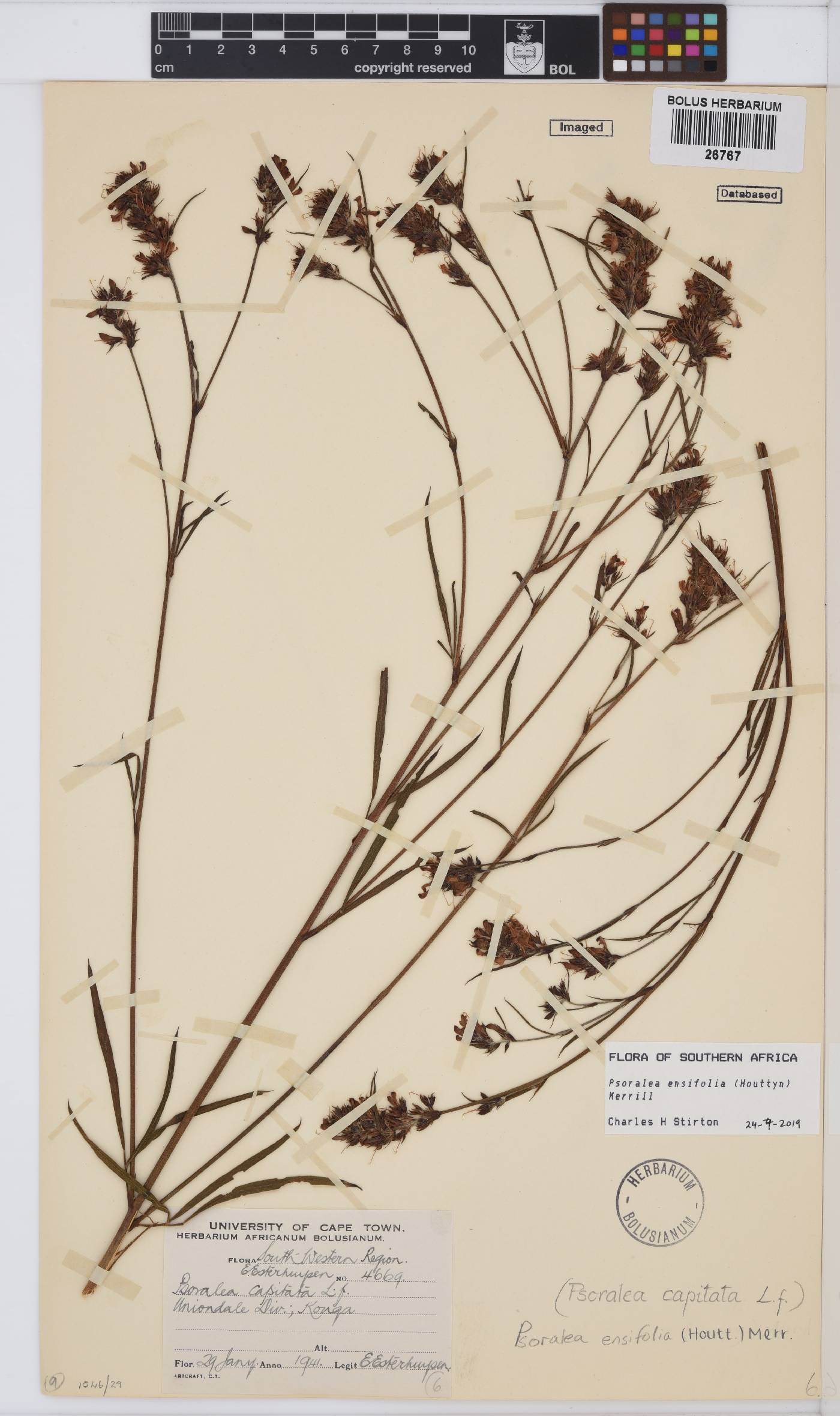 Psoralea ensifolia image