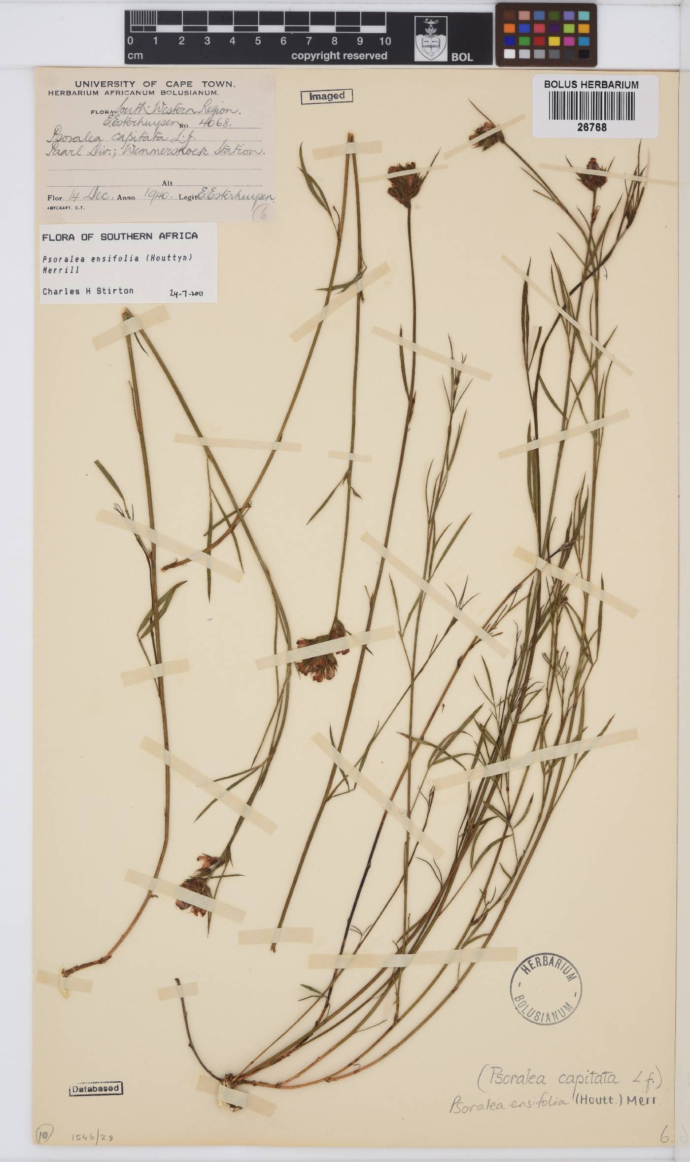 Psoralea ensifolia image