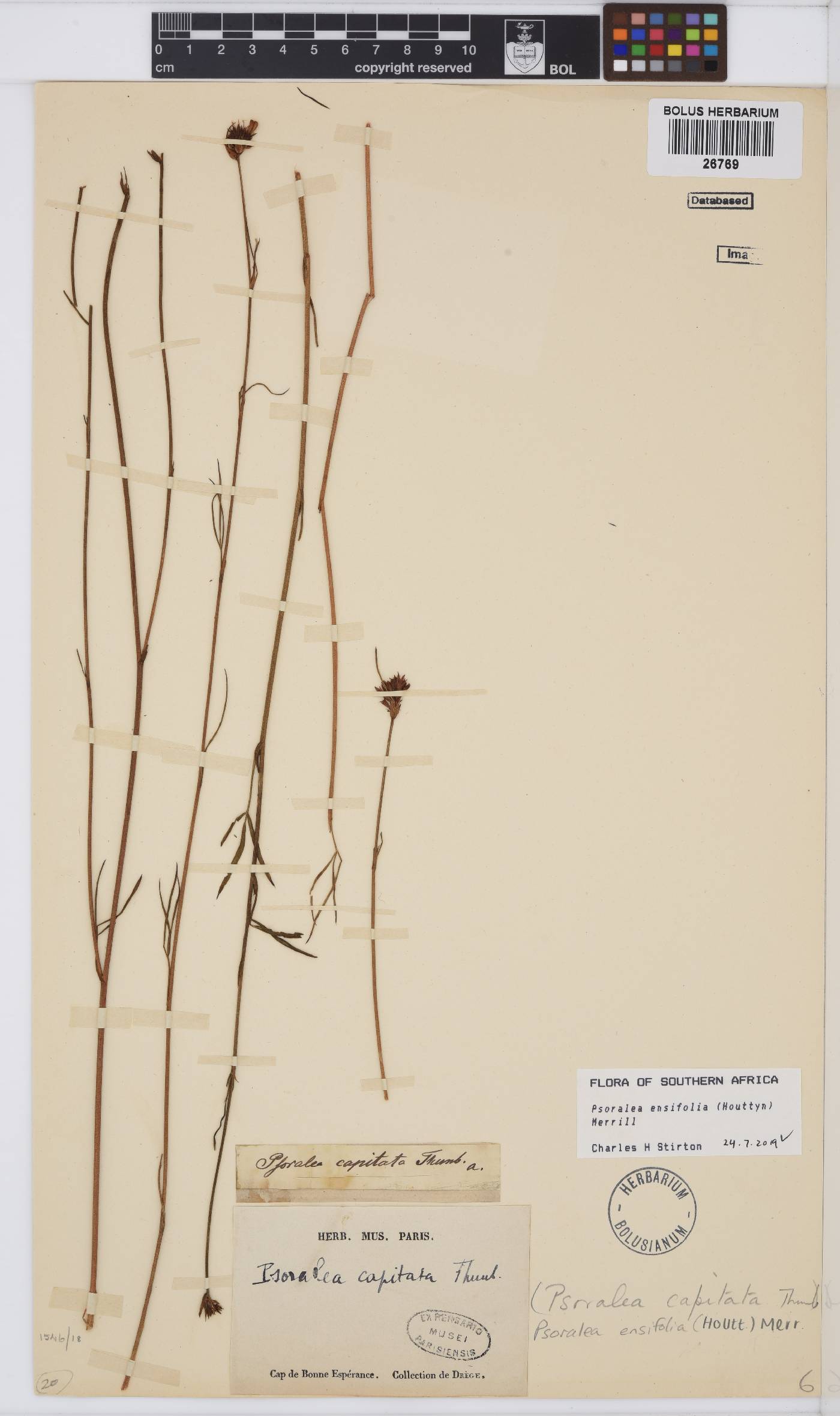 Psoralea ensifolia image