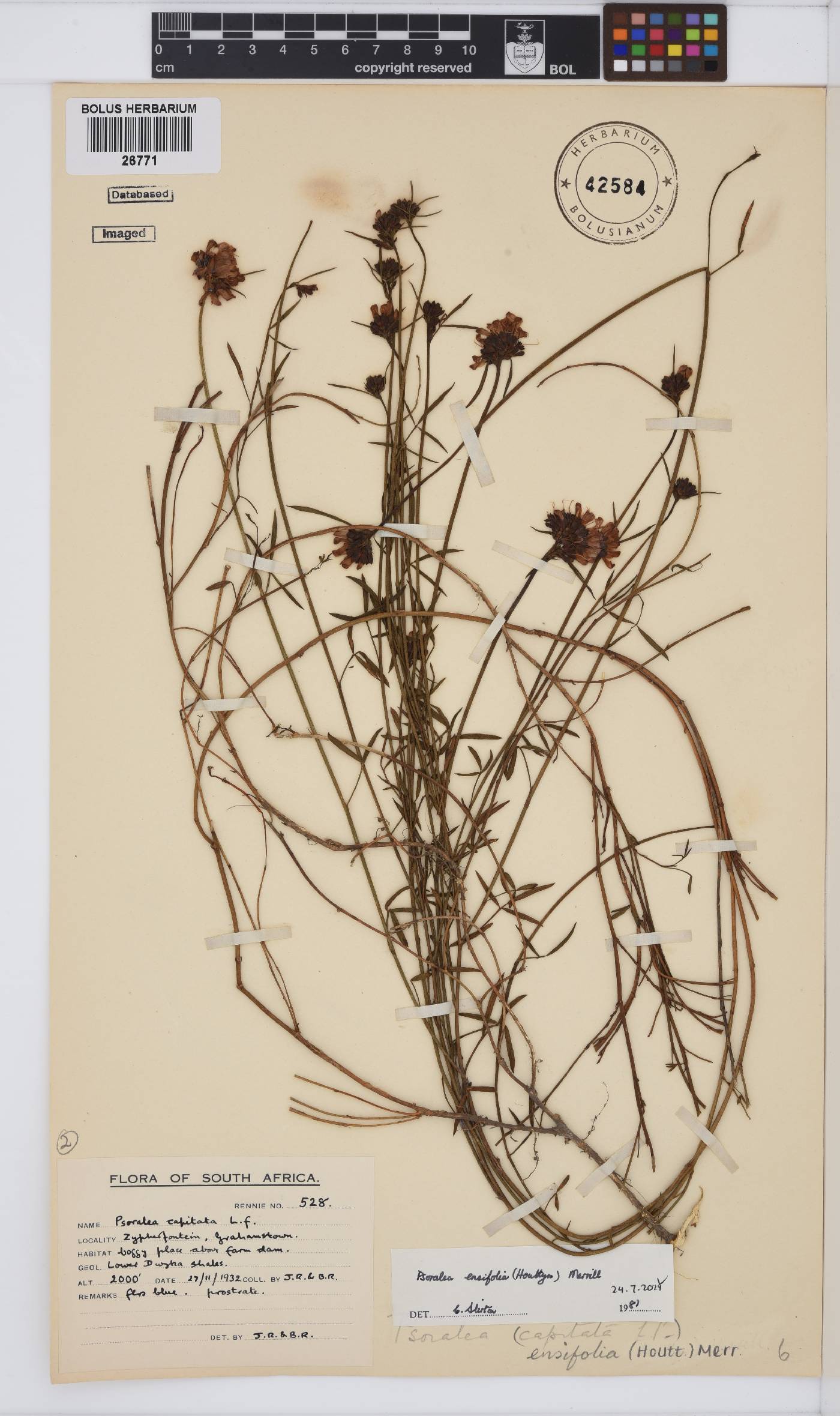 Psoralea ensifolia image