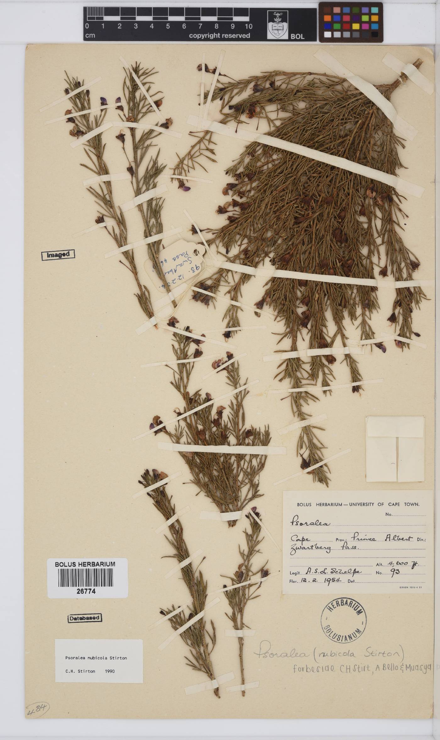 Psoralea forbesiae image