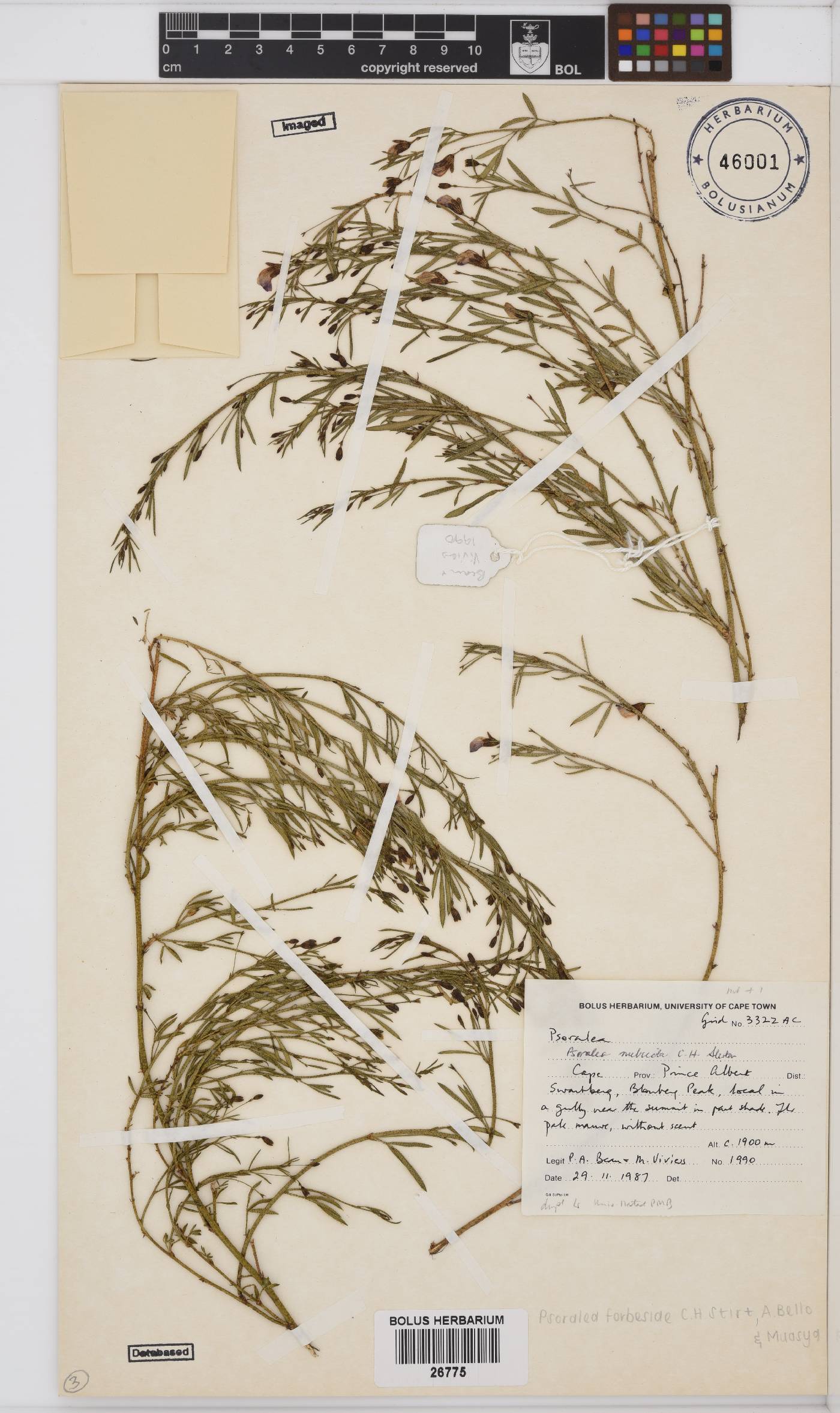 Psoralea forbesiae image