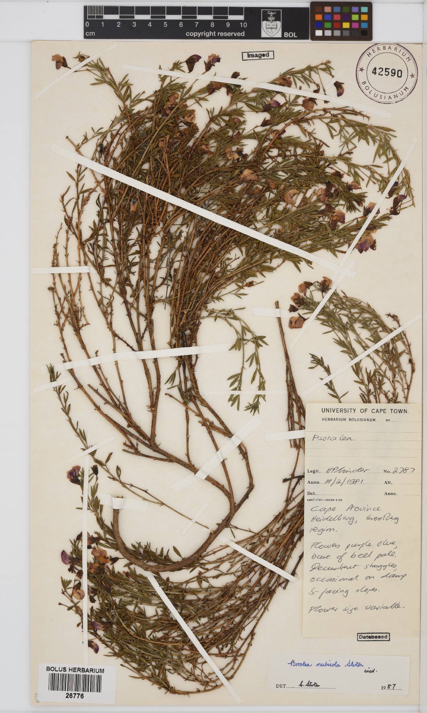 Otholobium striatum image
