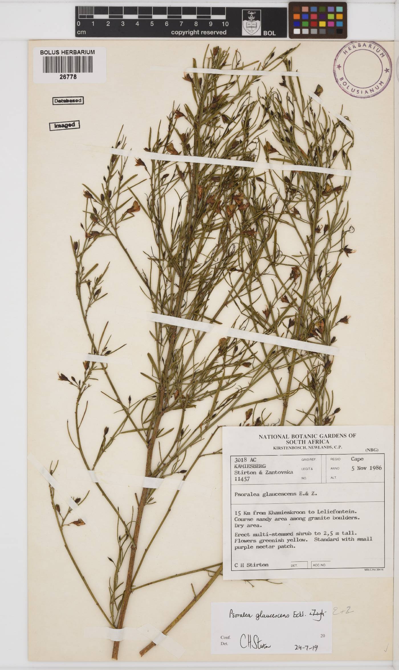 Psoralea glaucescens image