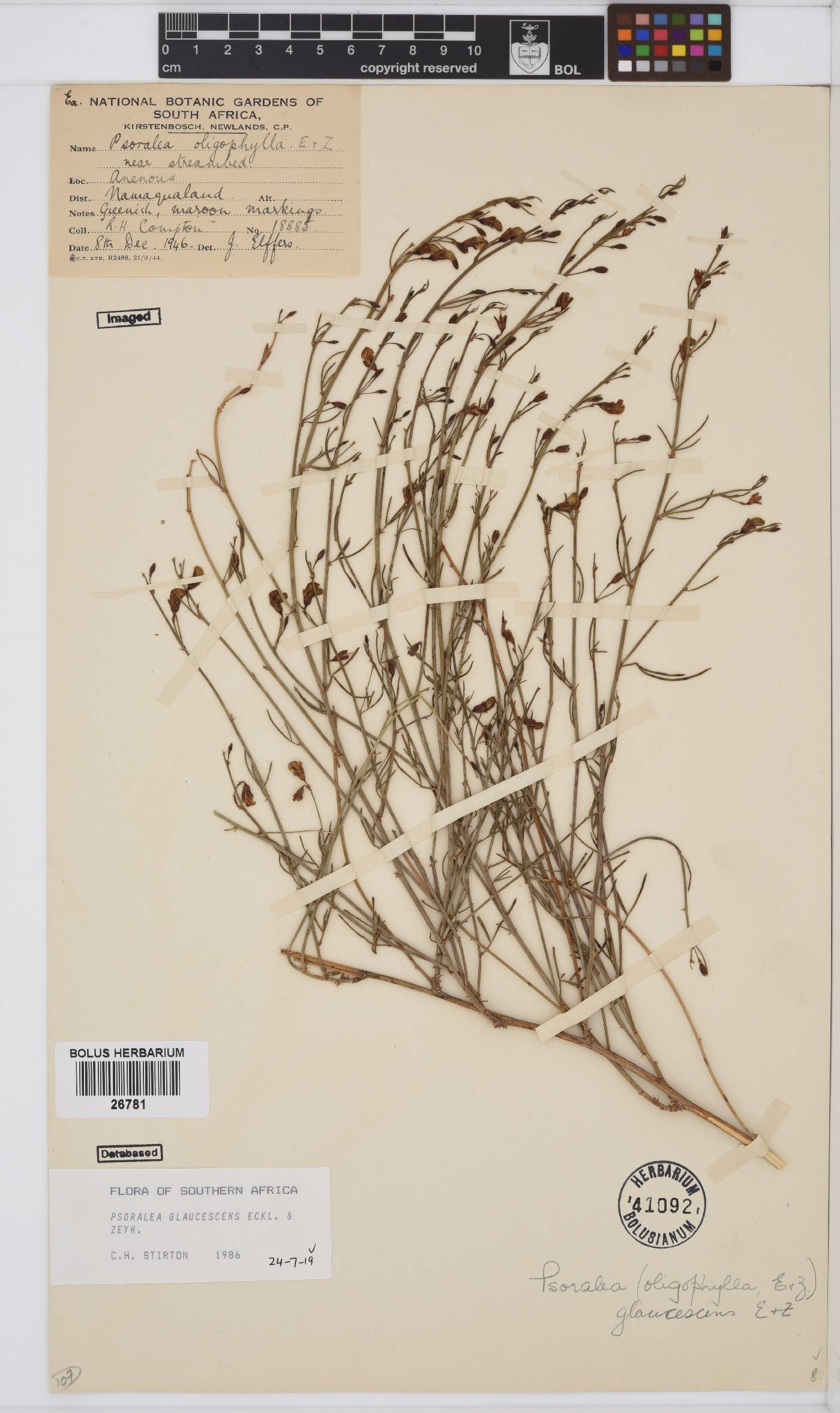 Psoralea glaucescens image