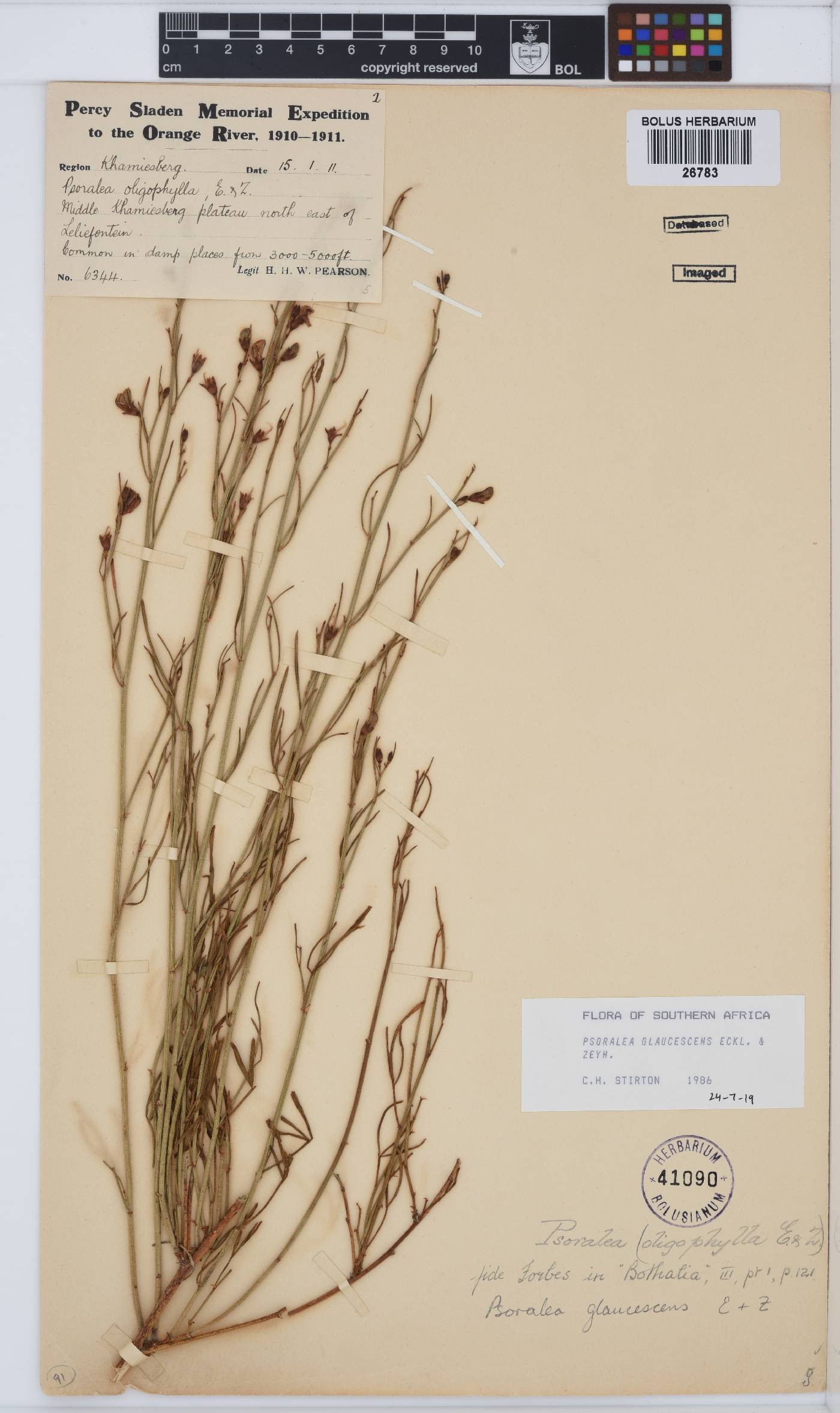 Psoralea glaucescens image