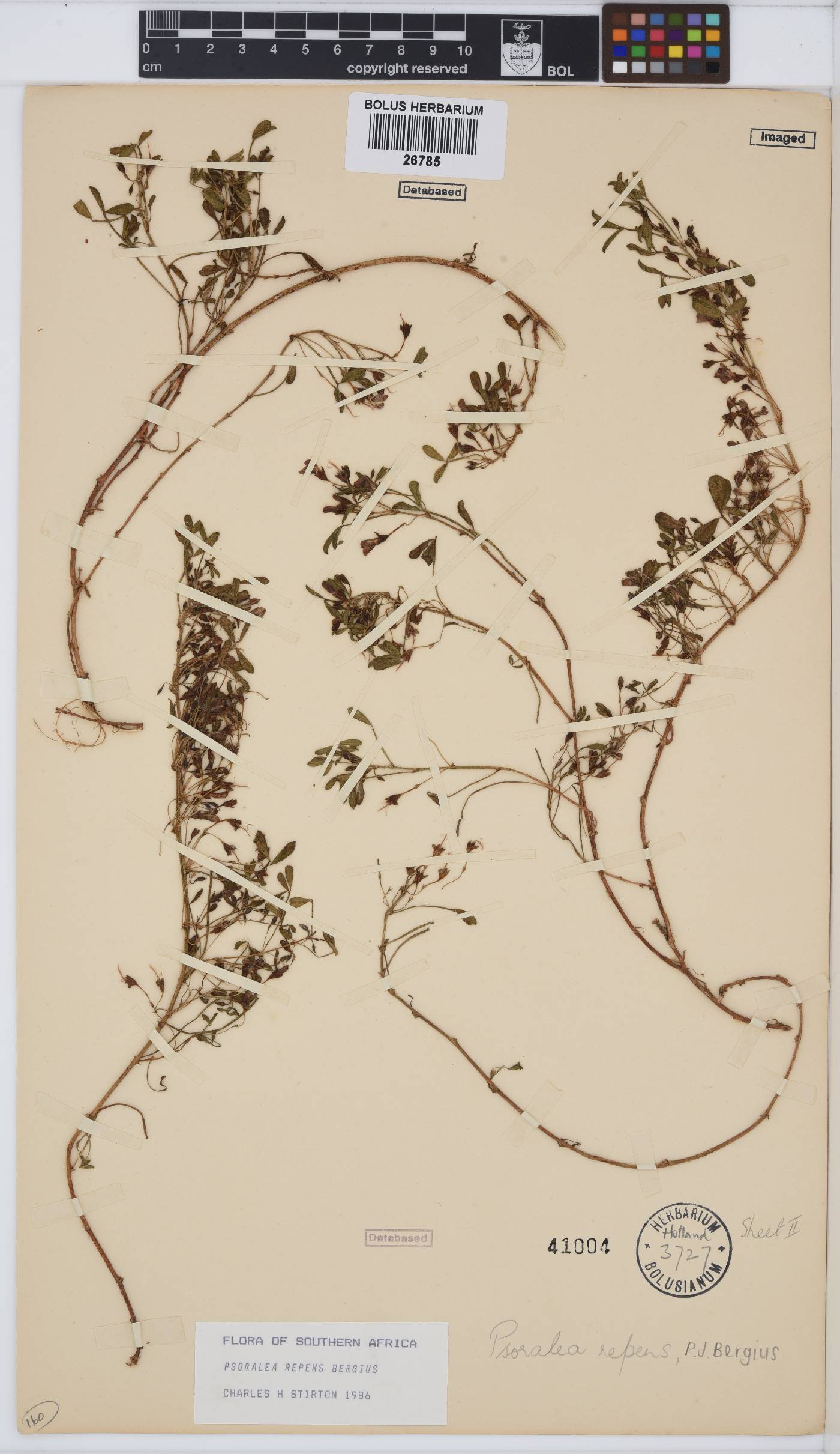 Psoralea image