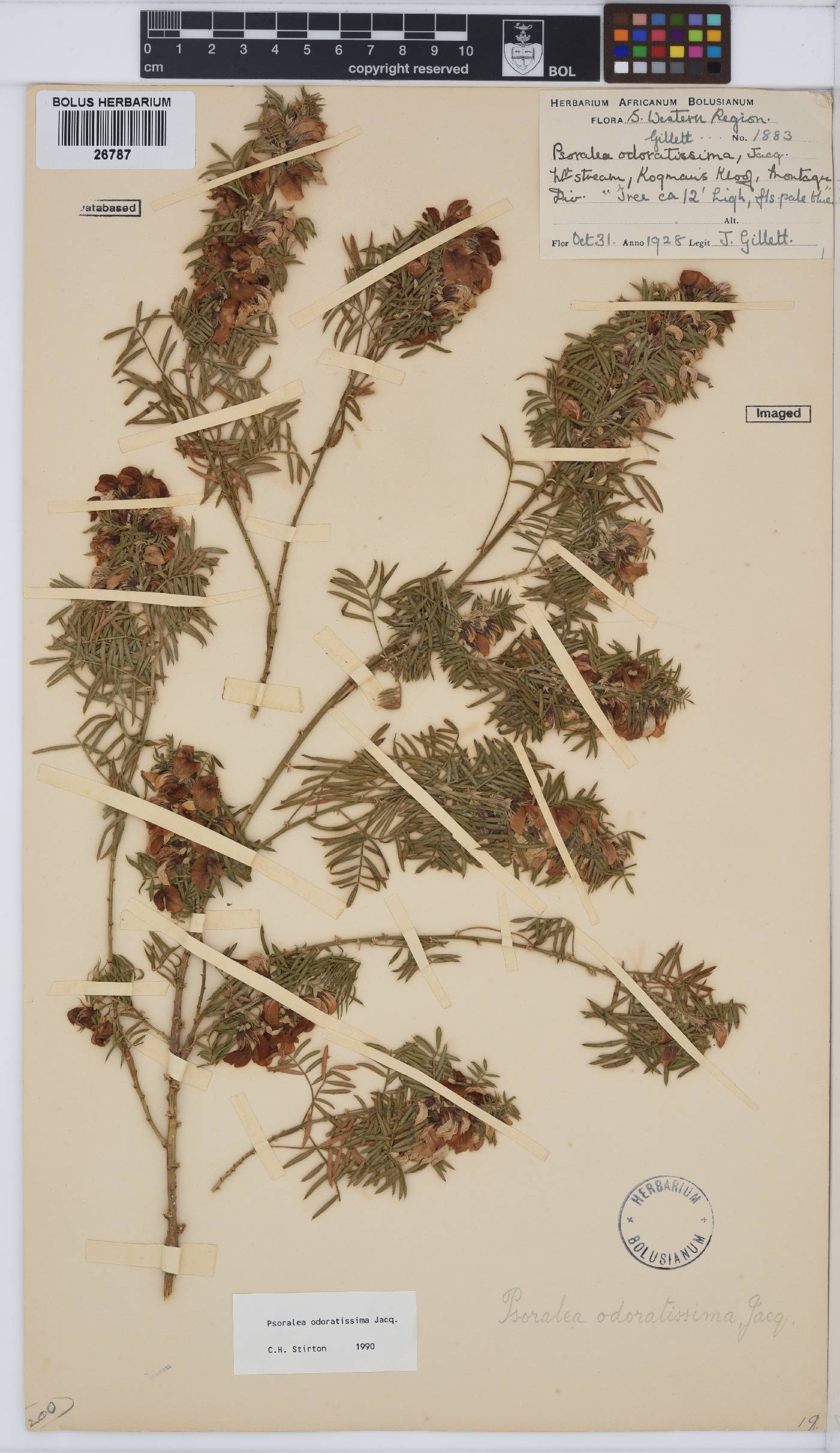 Psoralea odoratissima image