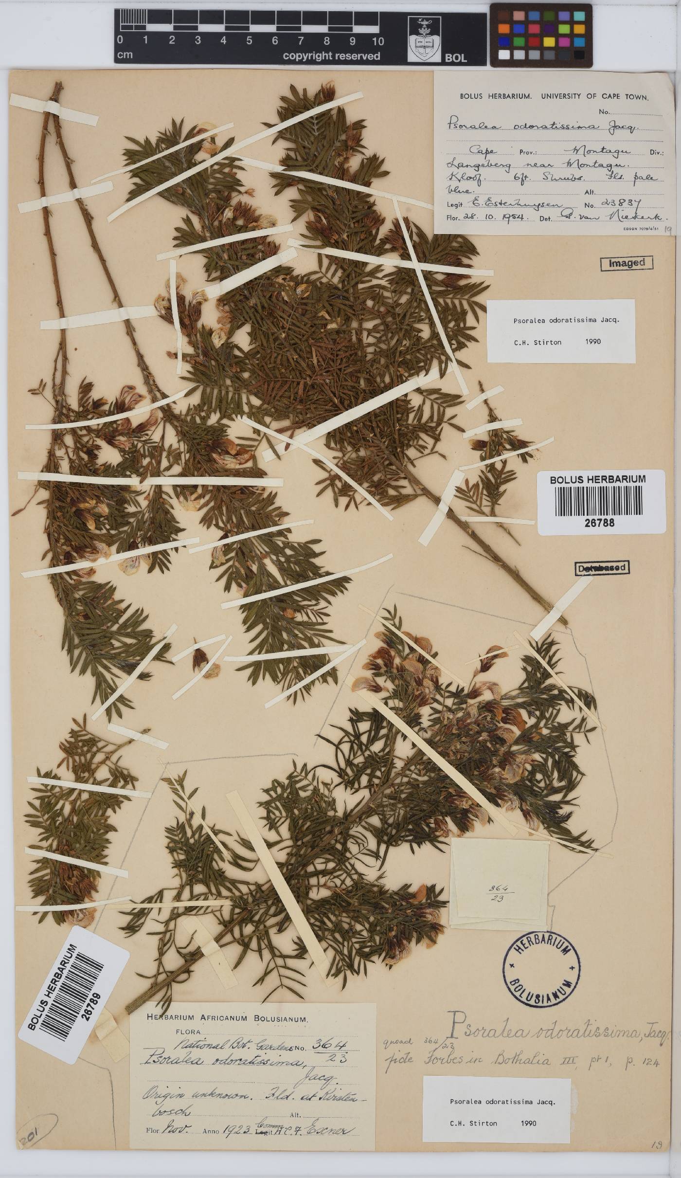 Psoralea odoratissima image