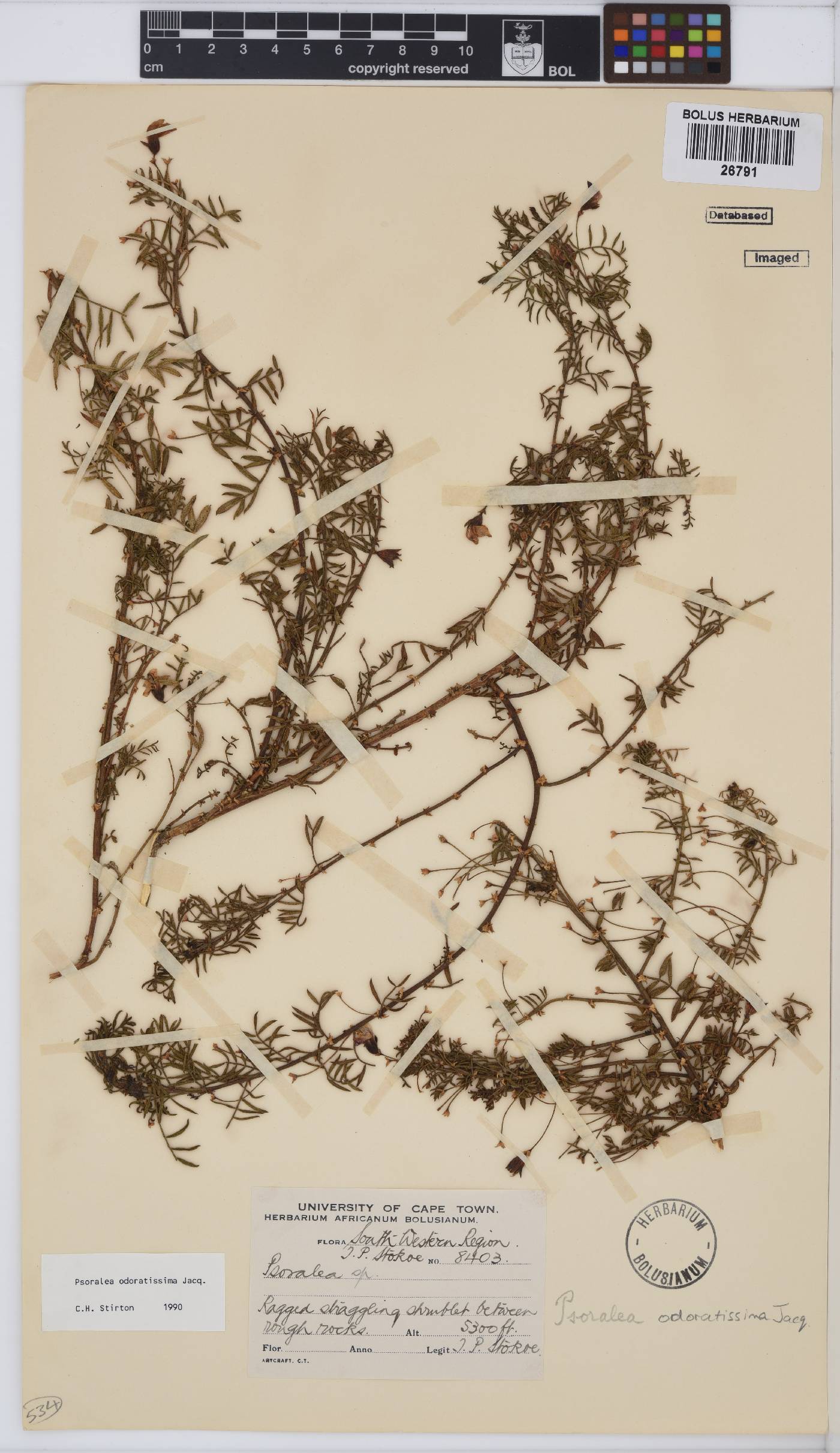 Psoralea odoratissima image