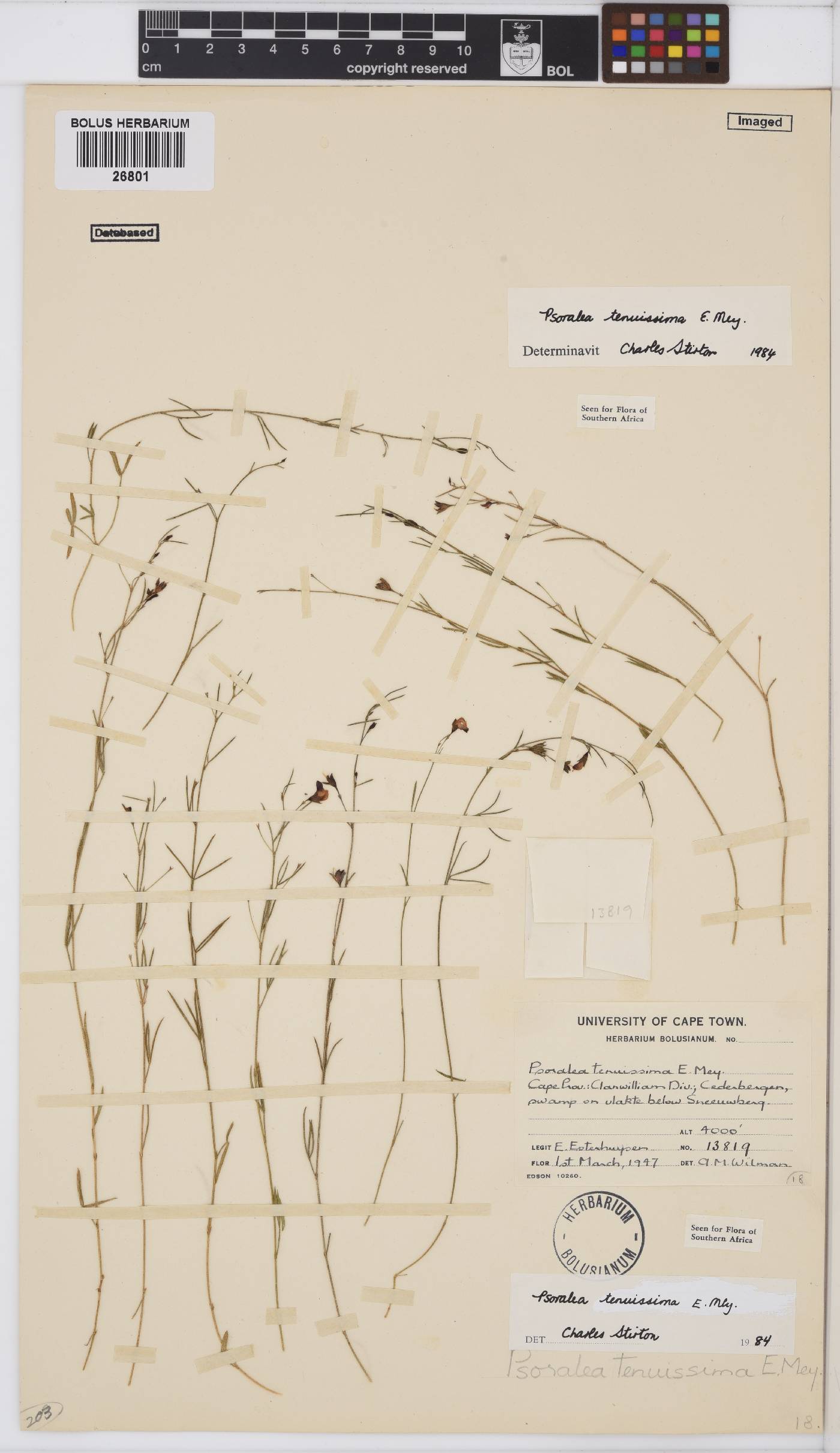 Psoralea tenuissima image