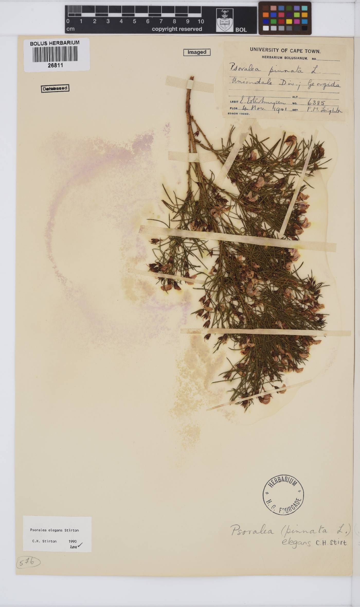 Psoralea elegans image