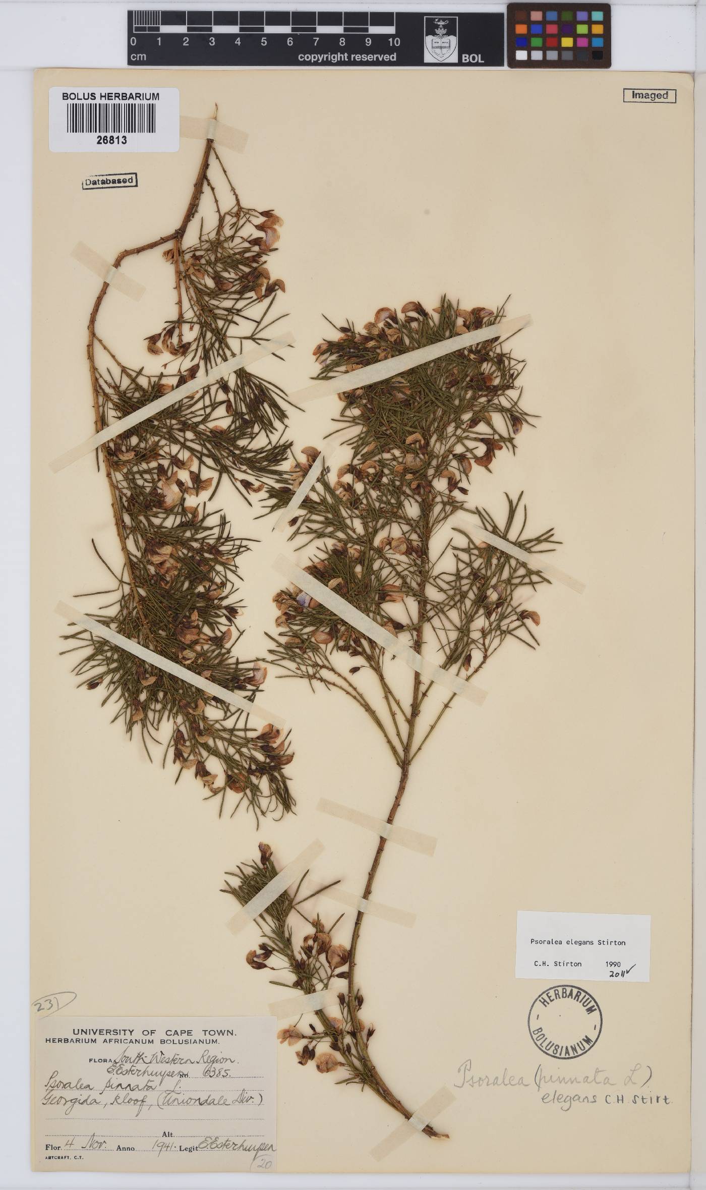 Psoralea elegans image