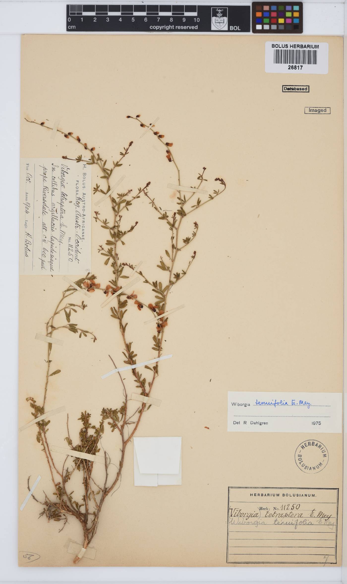 Wiborgia tenuifolia image