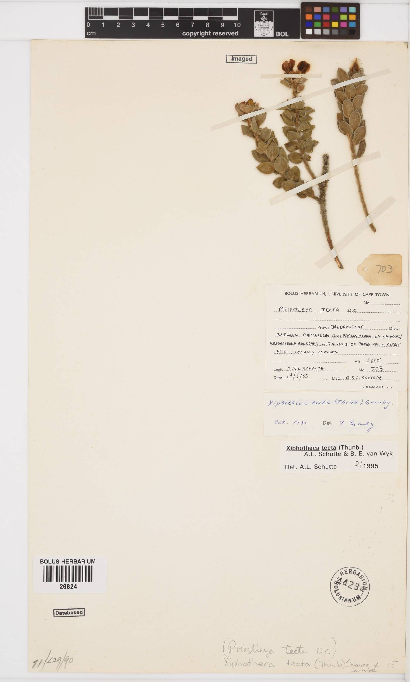 Xiphotheca tecta image