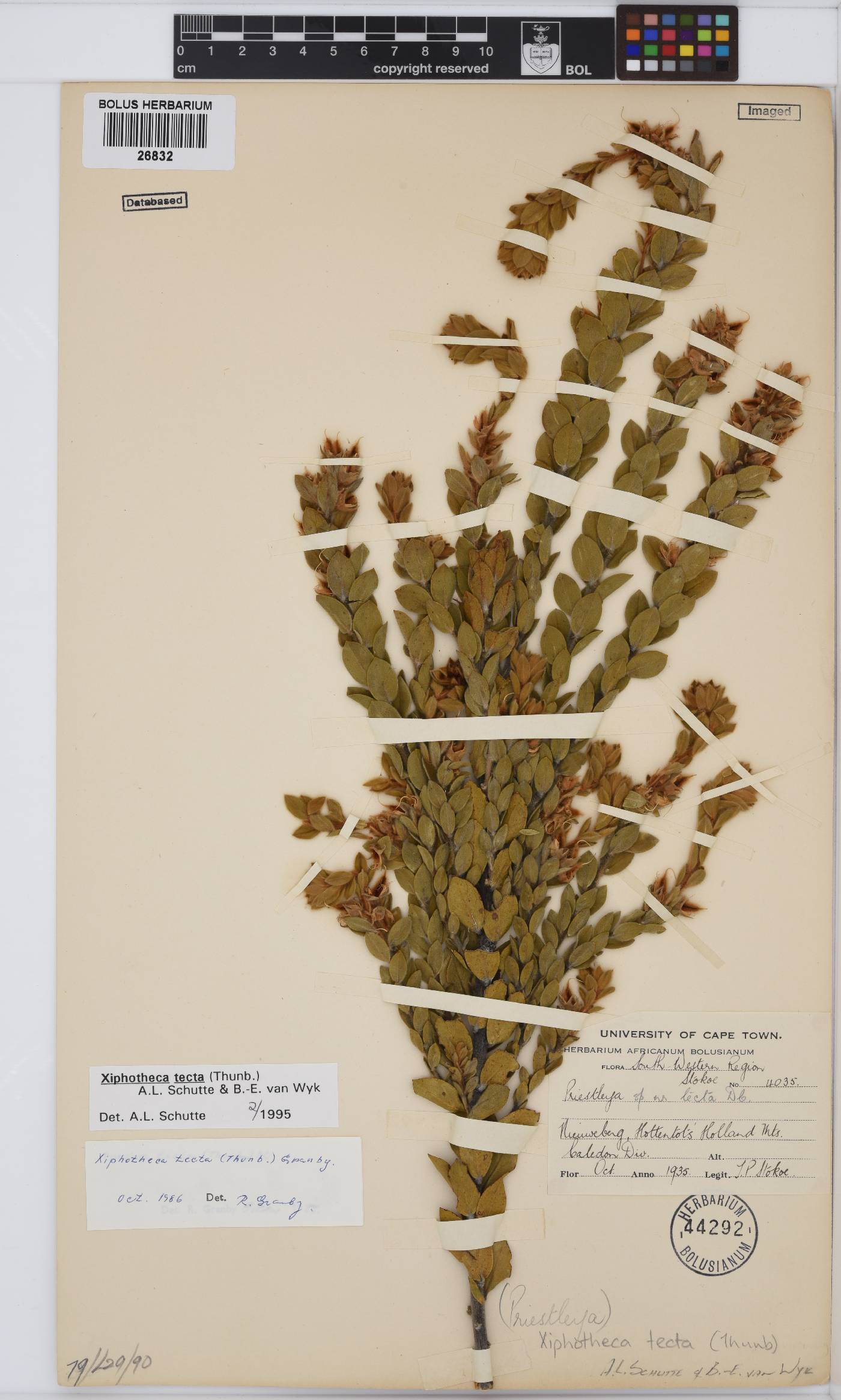 Xiphotheca tecta image