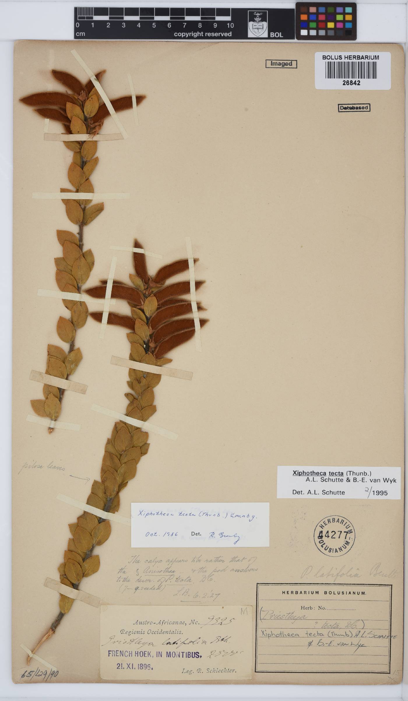 Xiphotheca tecta image