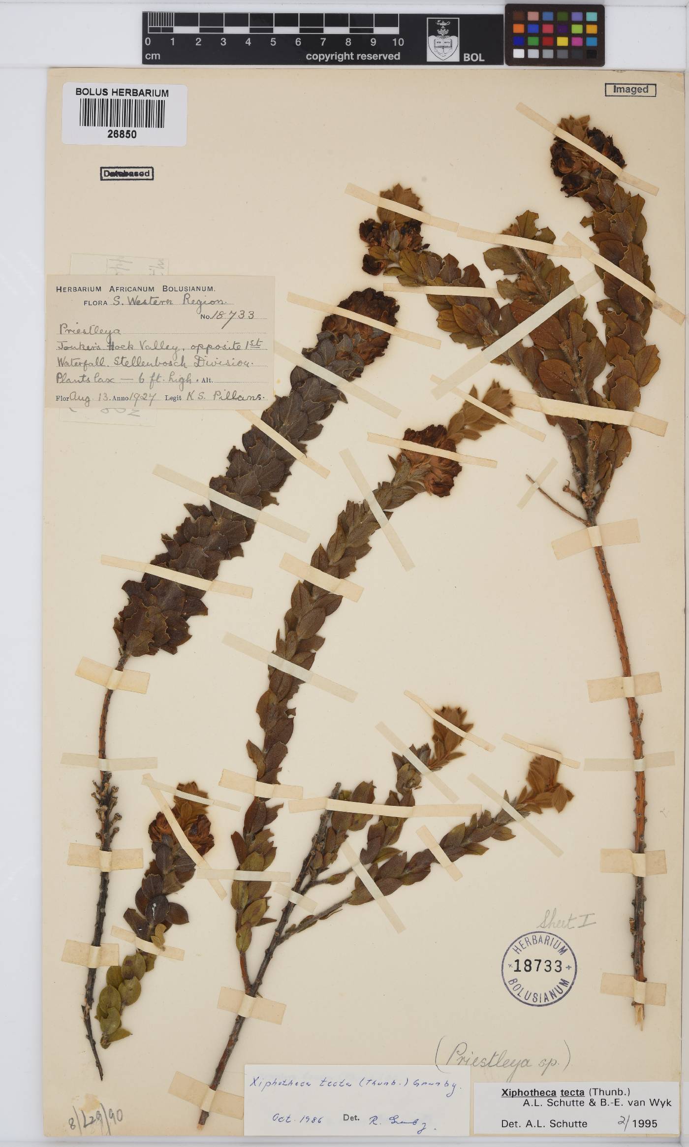 Xiphotheca tecta image