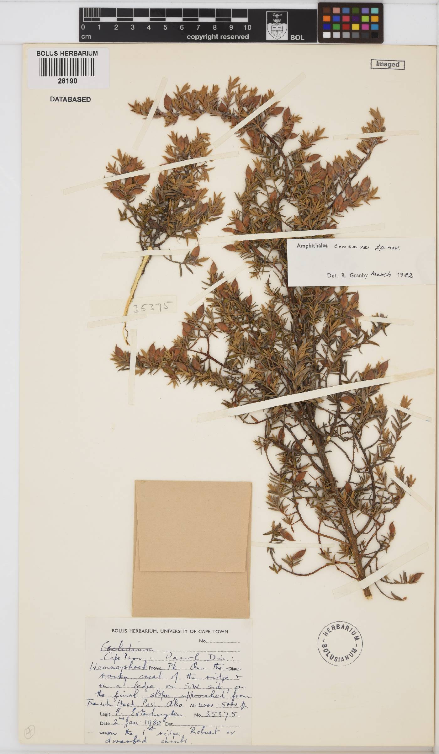 Amphithalea concava image