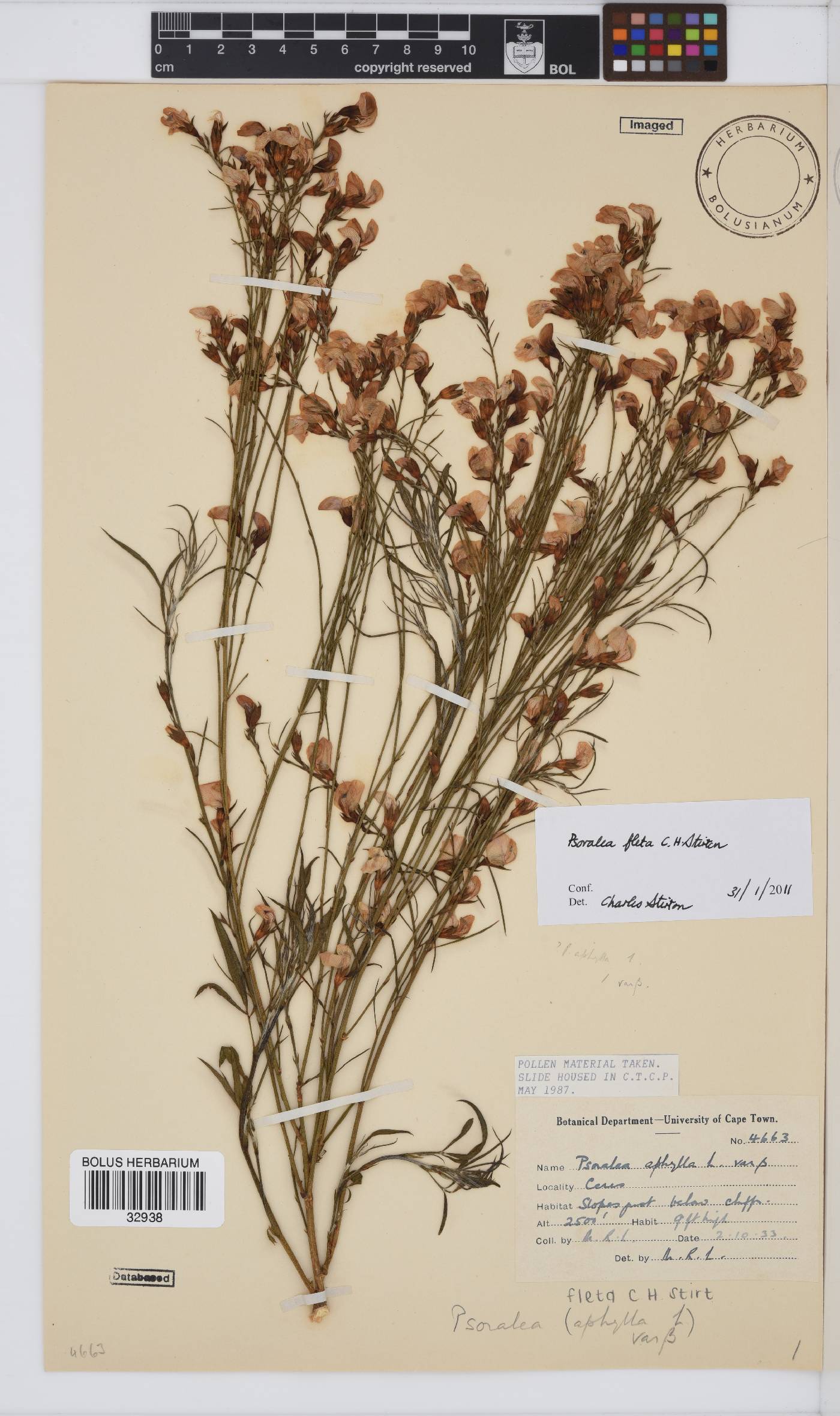 Psoralea alata image