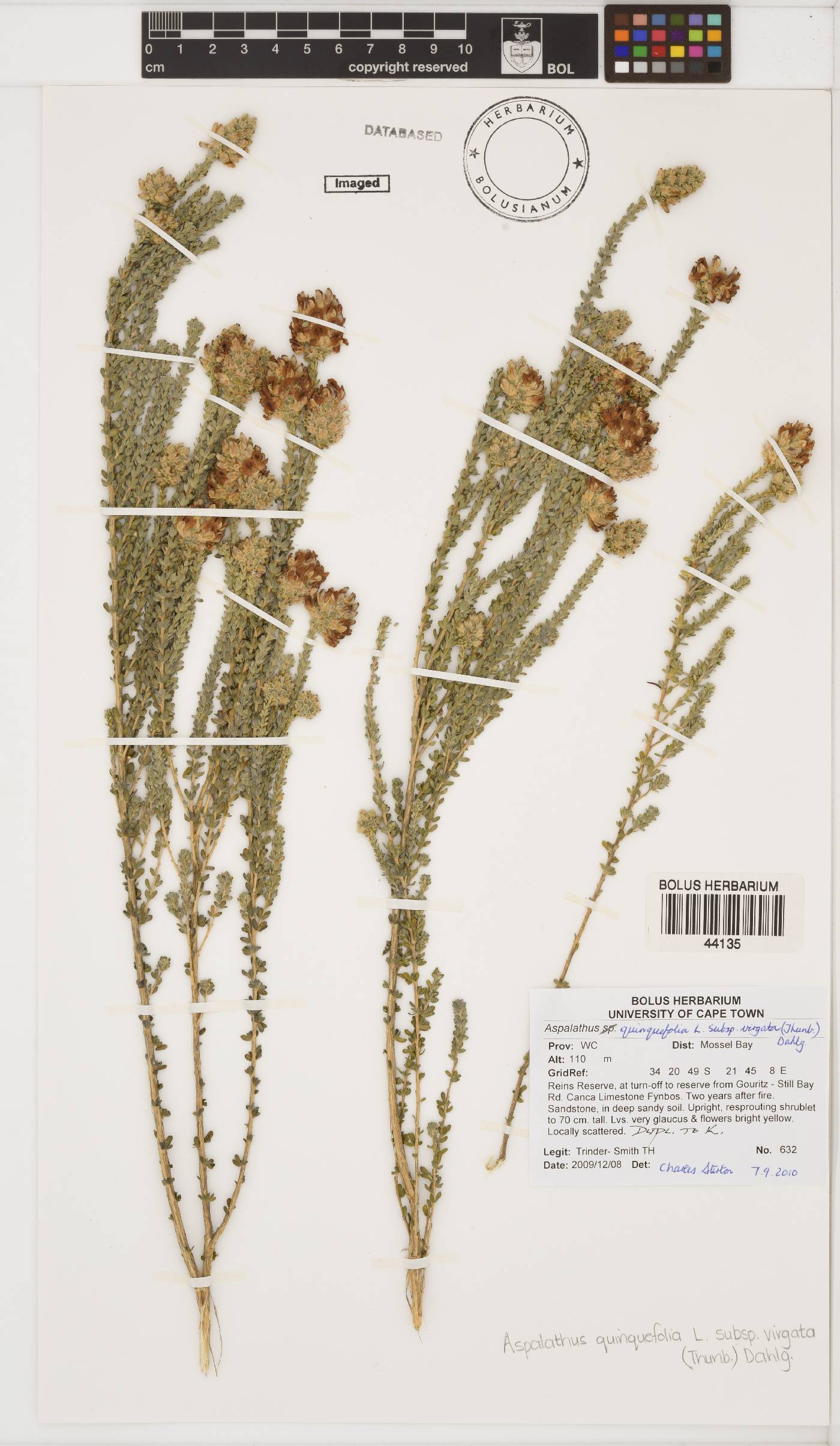 Aspalathus quinquefolia subsp. virgata image