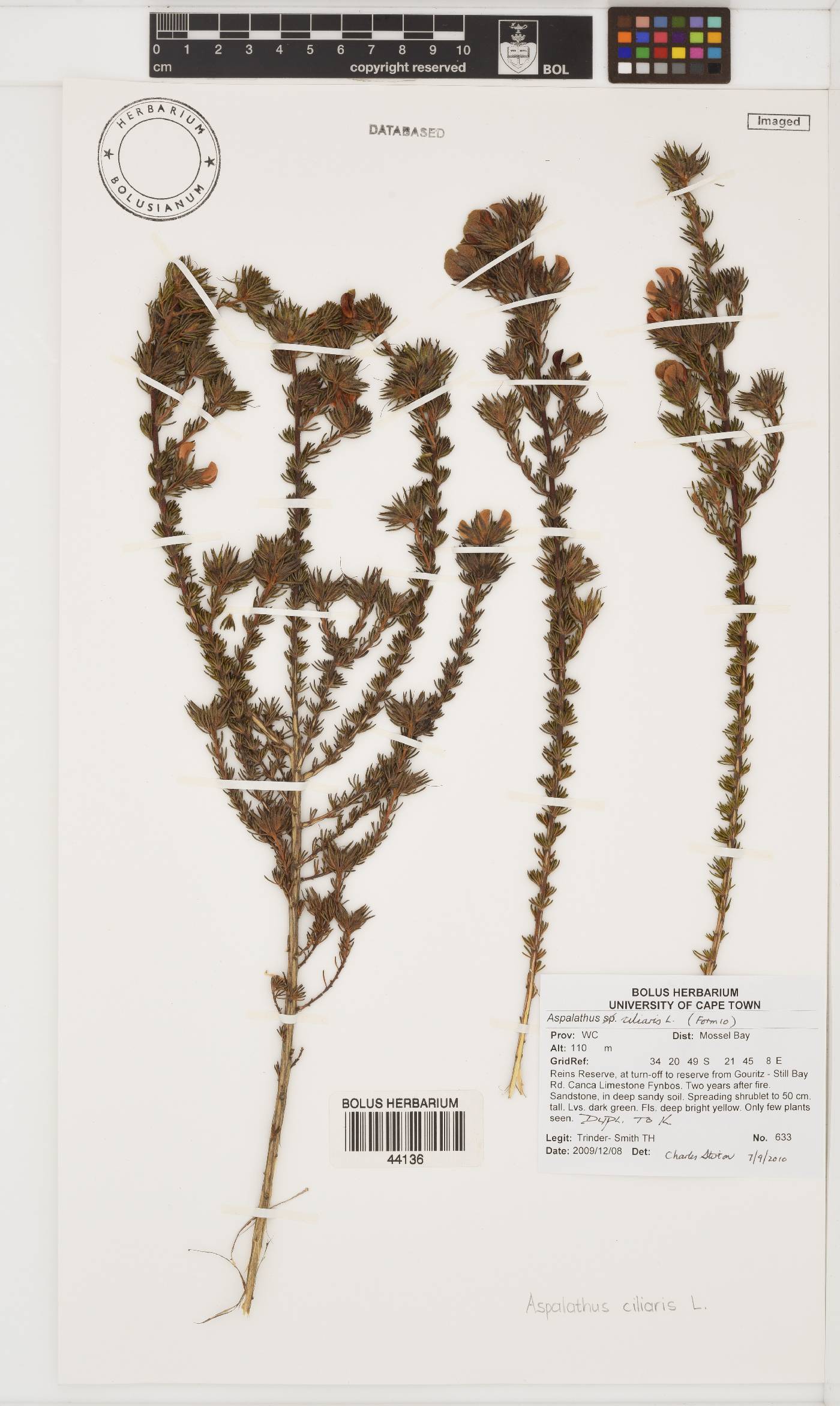 Aspalathus ciliaris image