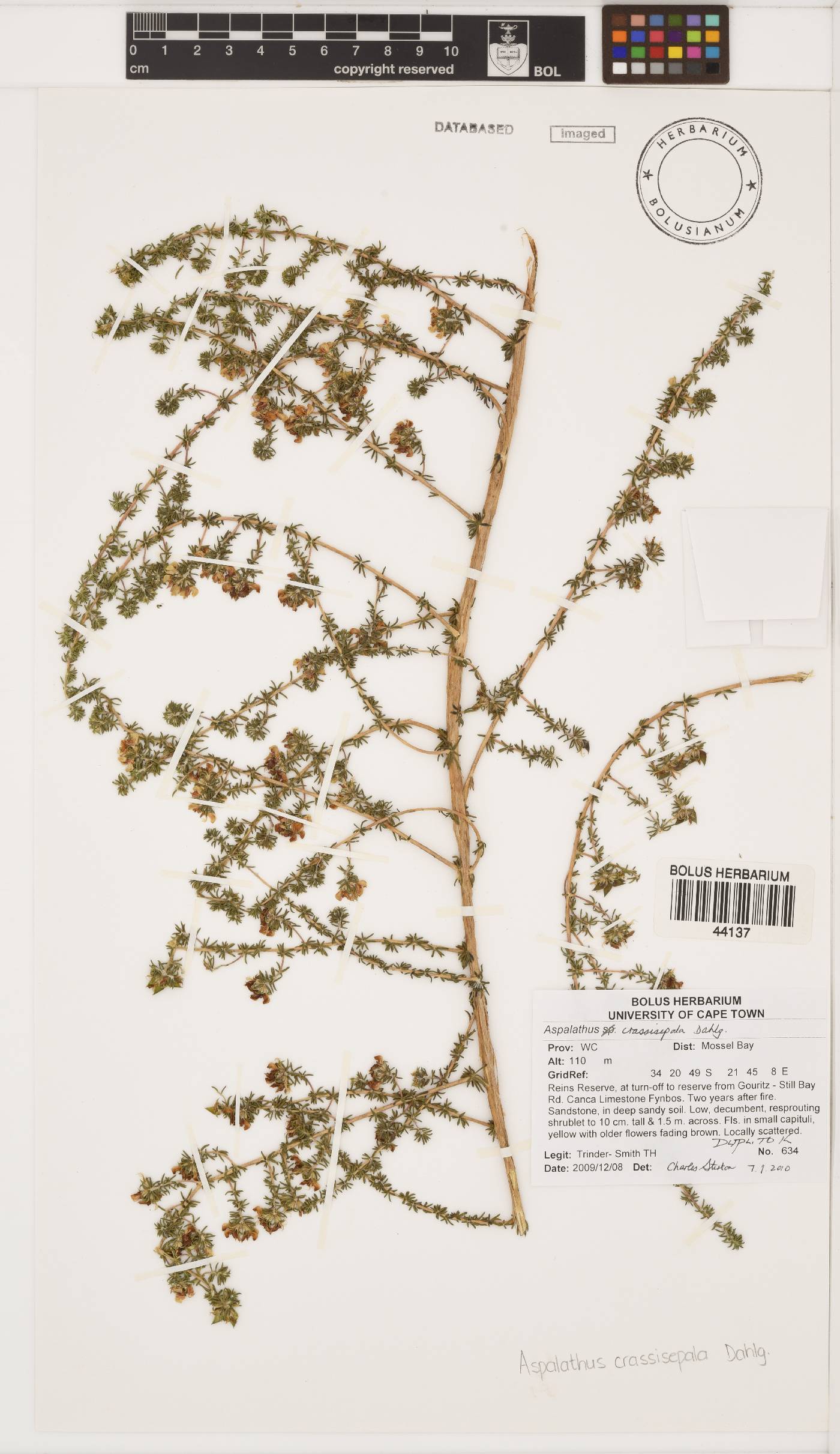 Aspalathus crassisepala image