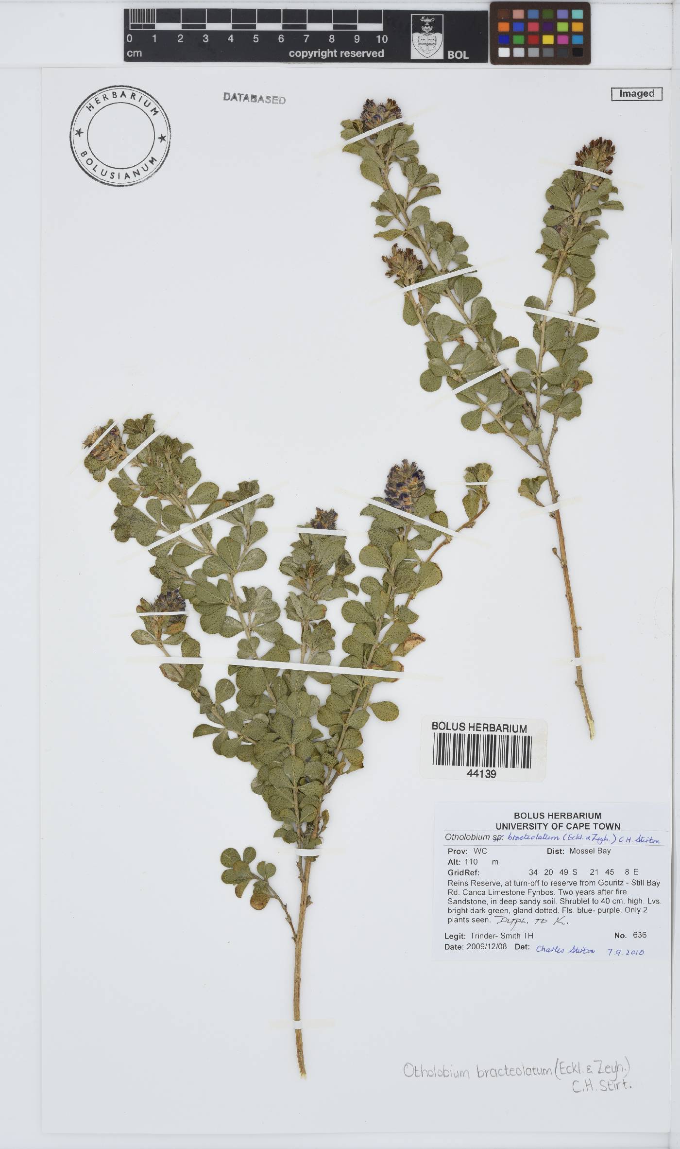 Otholobium bracteolatum image