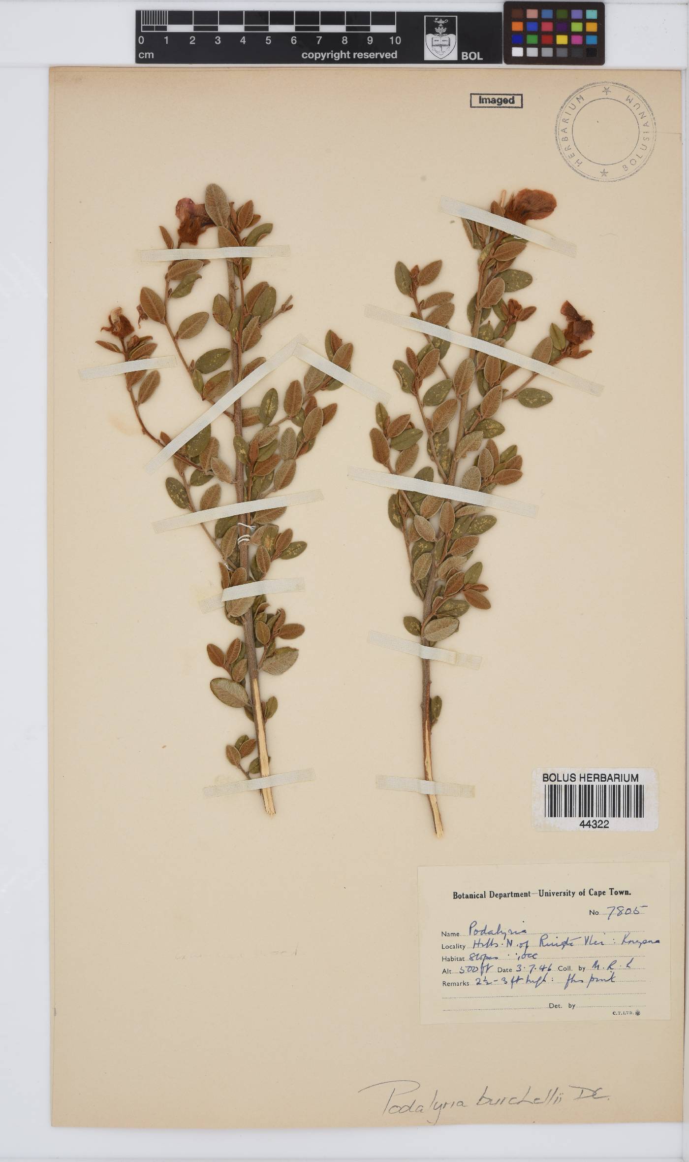 Podalyria burchellii image