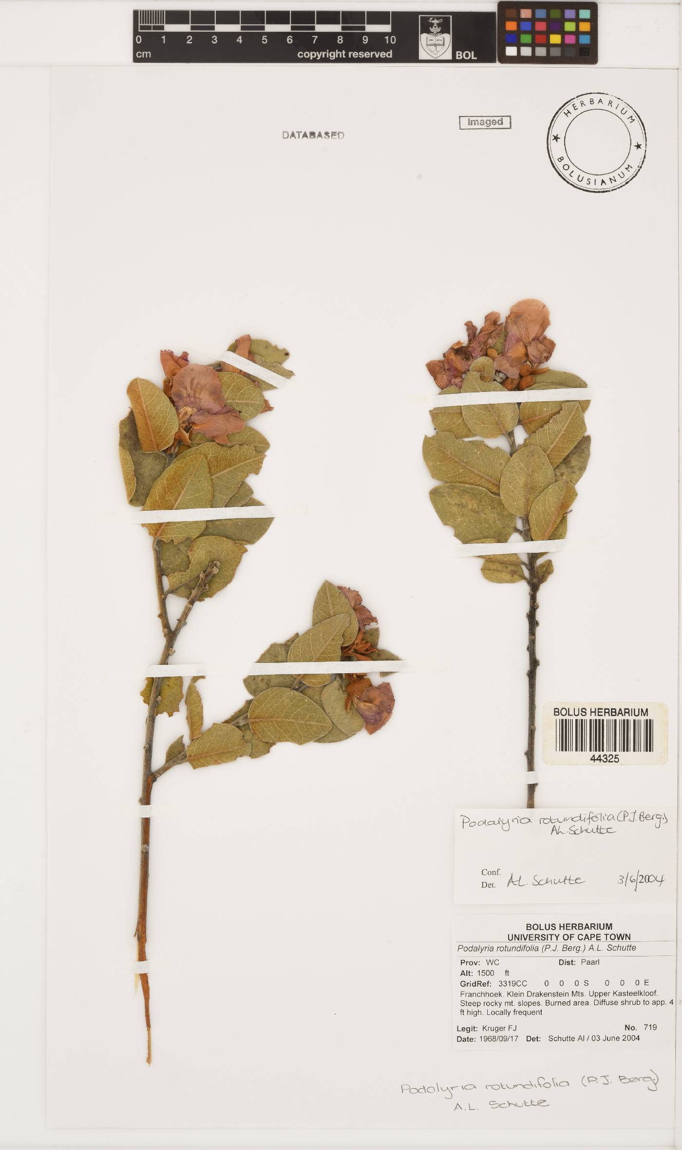 Podalyria rotundifolia image