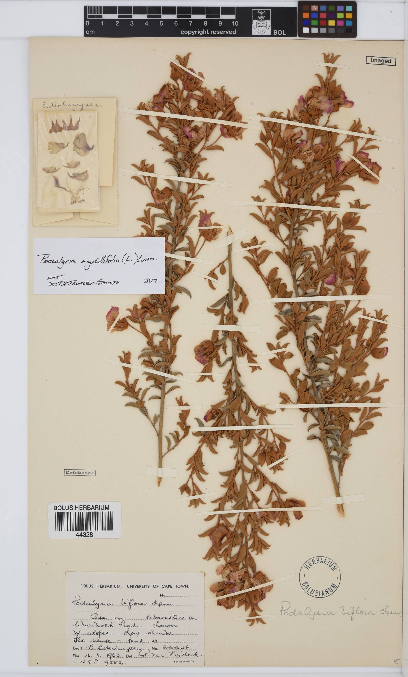 Podalyria image