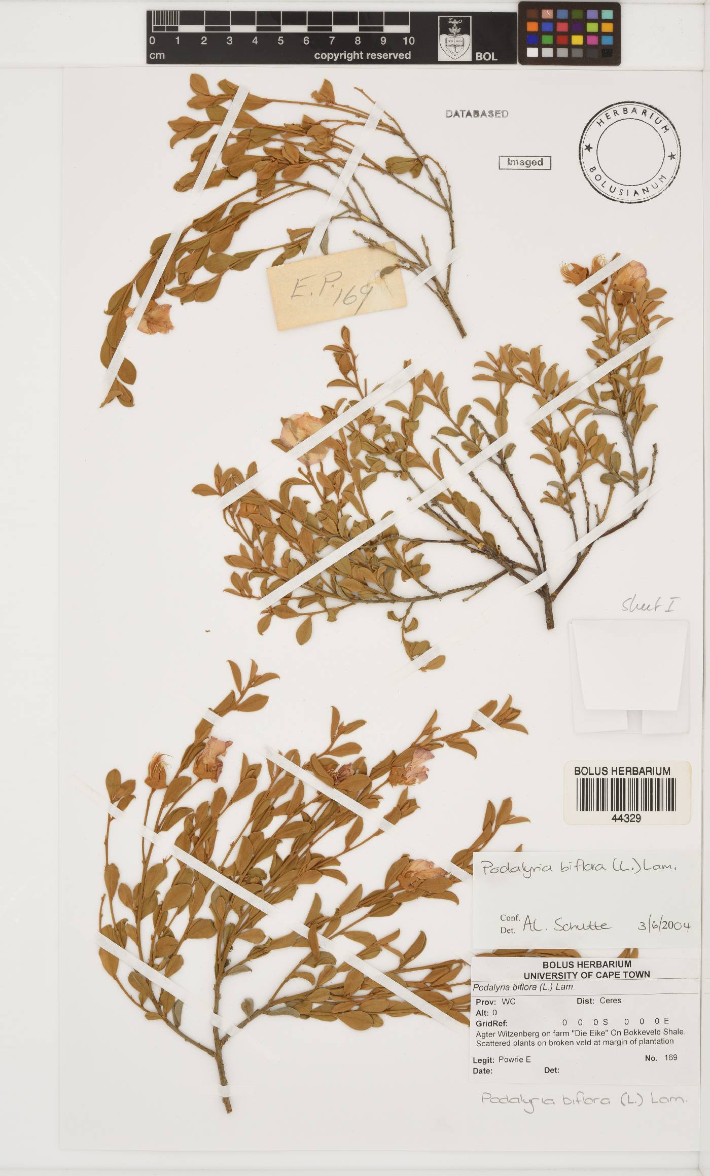 Podalyria biflora image