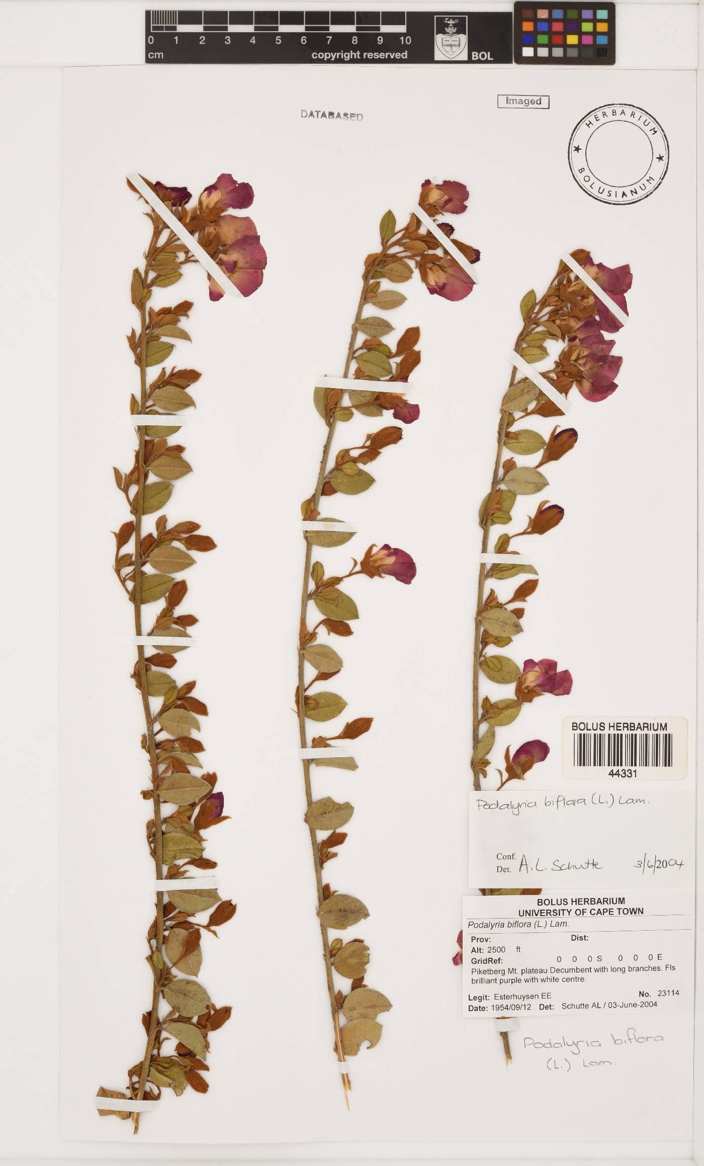 Podalyria biflora image
