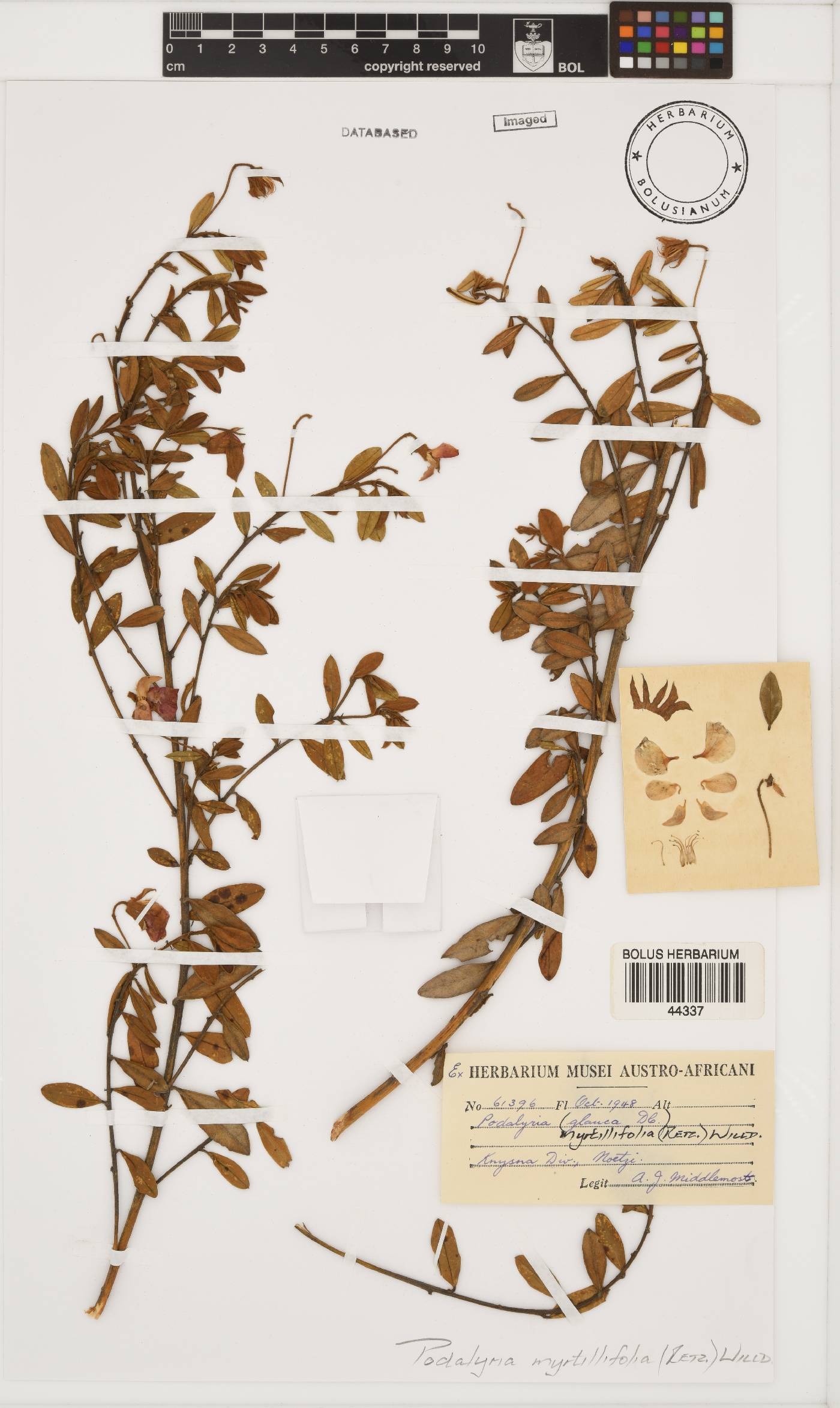 Podalyria myrtillifolia image