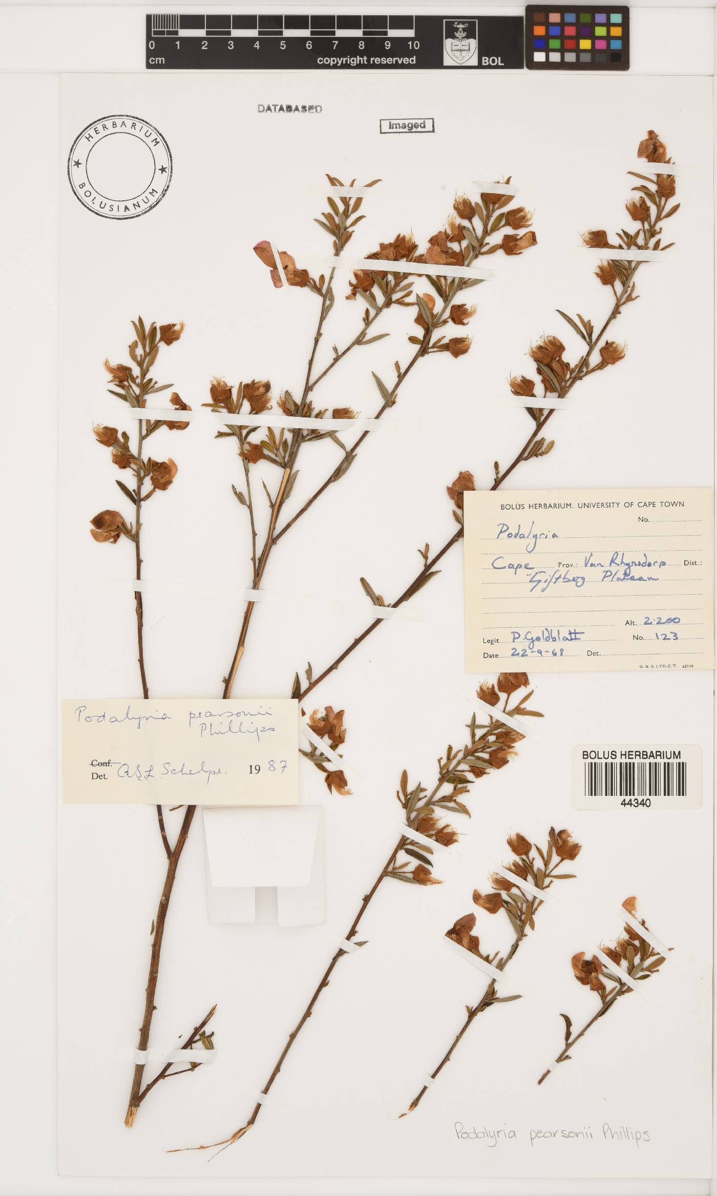 Podalyria pearsonii image